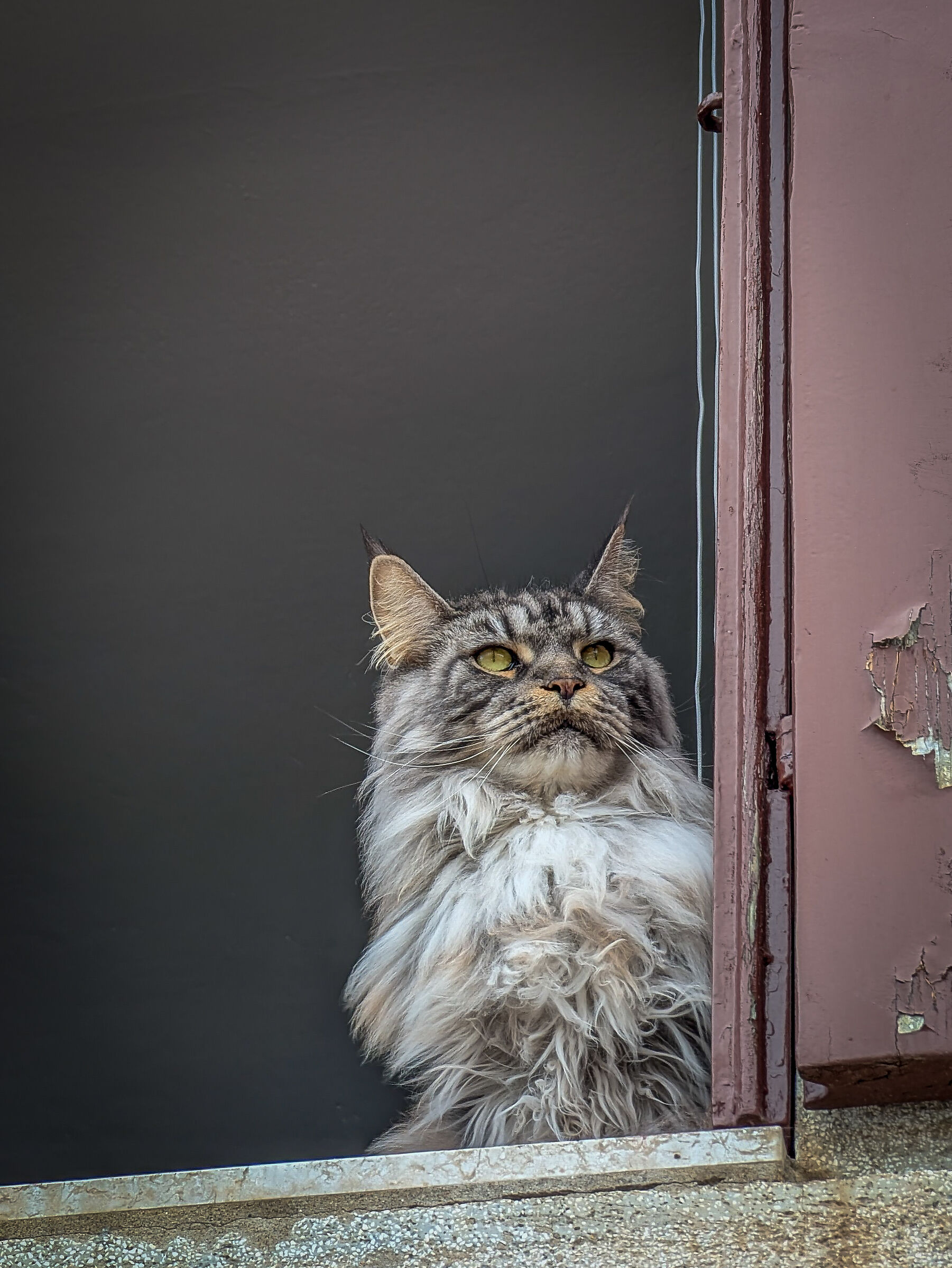 Gatto ciosotto.