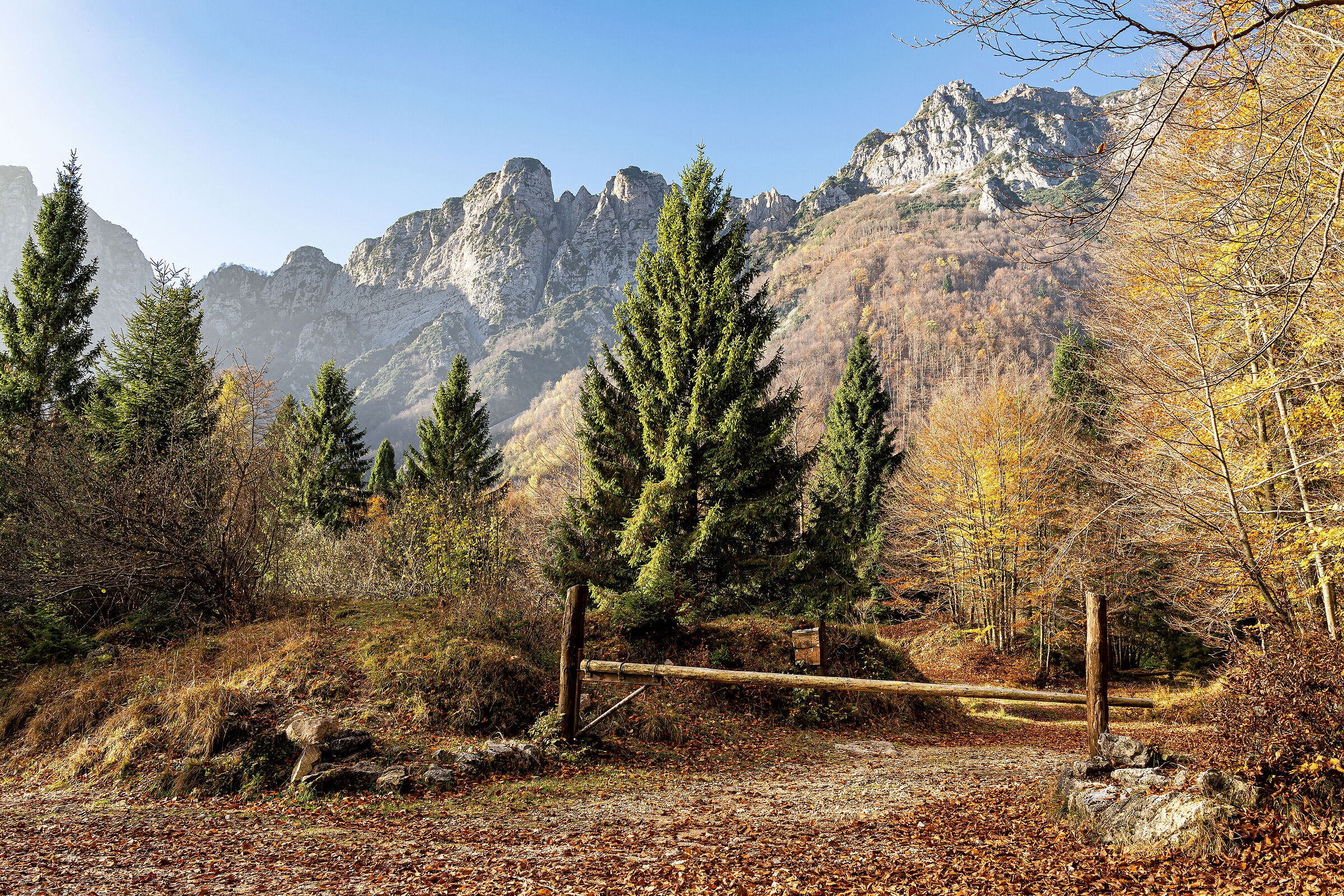 Foliage at the end of the season