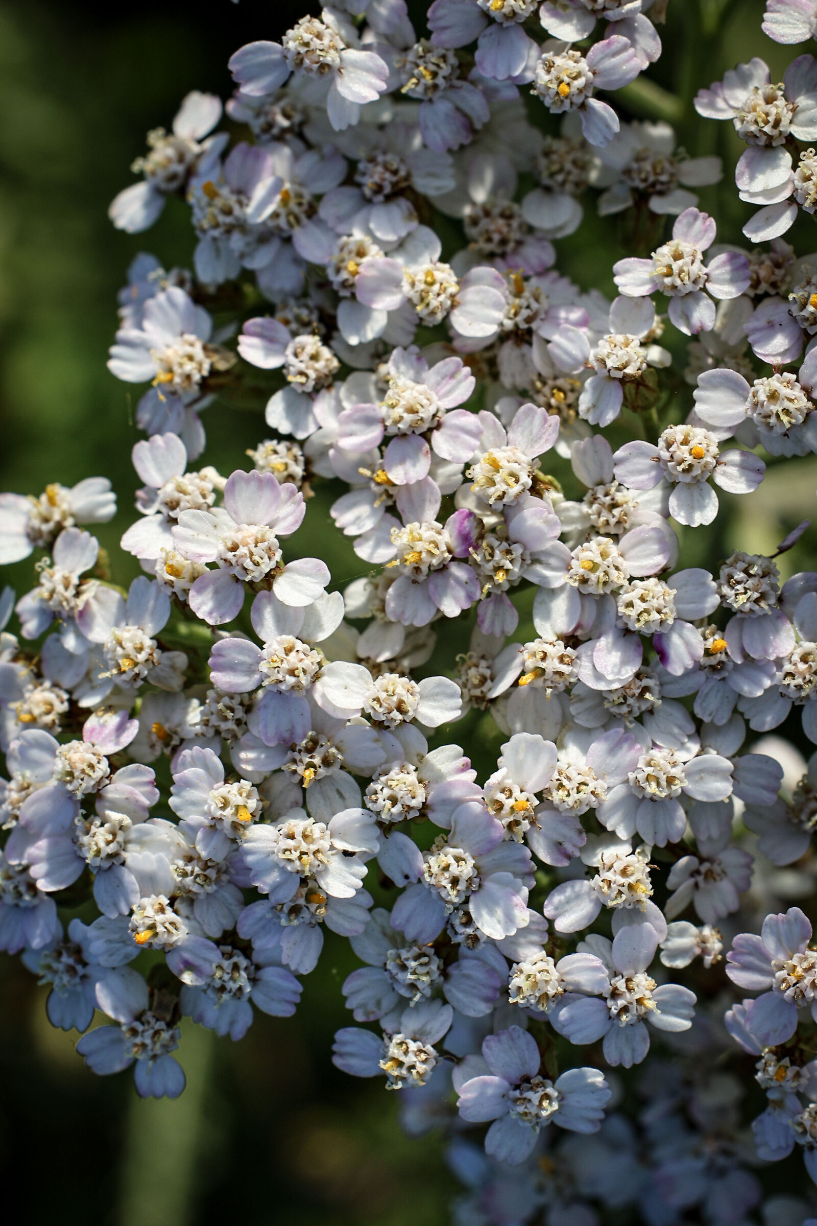 Achillea