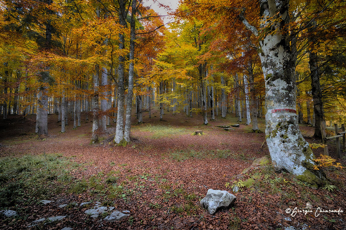 Perdersi nel bosco delle favole (Pizzoc)