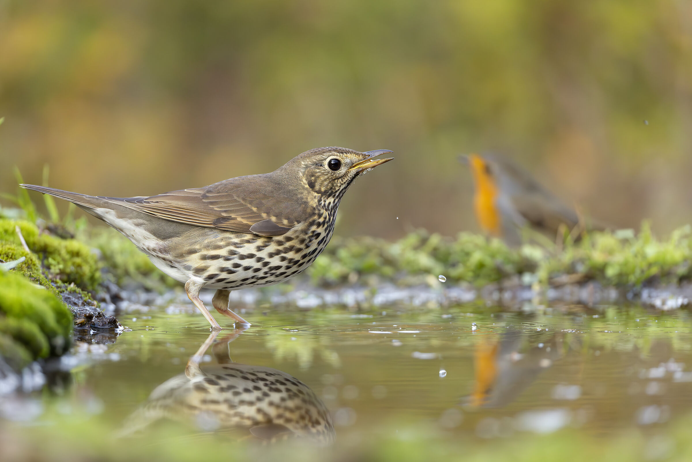 Two friends at the bar