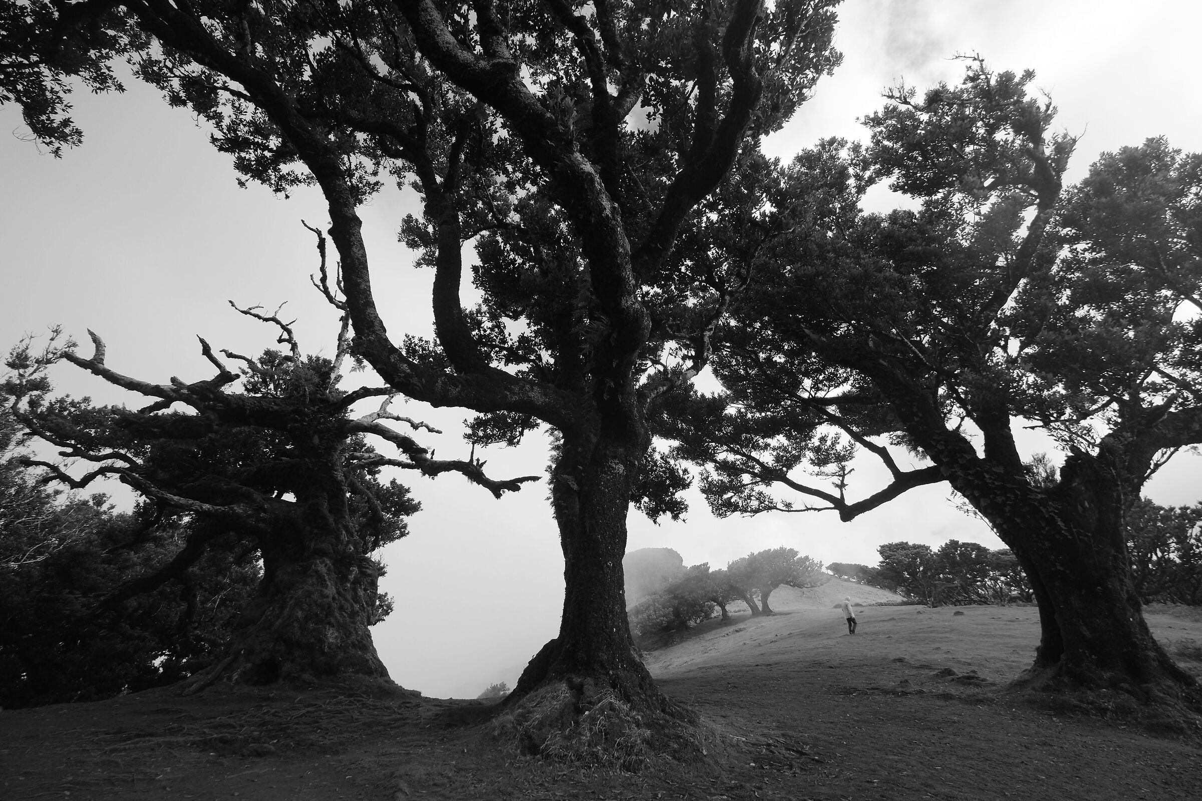 Nuvole basse a Fanal