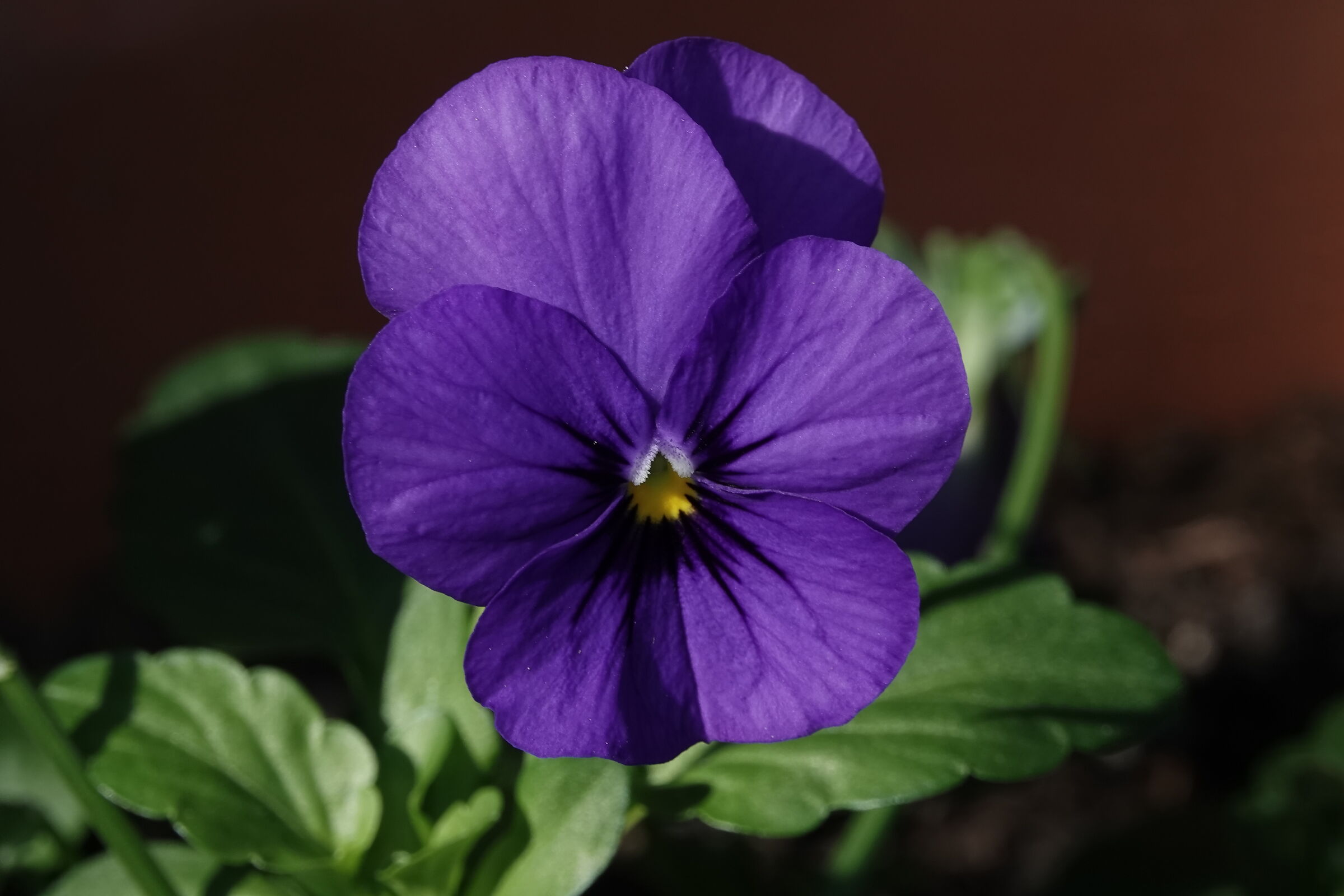 Violet