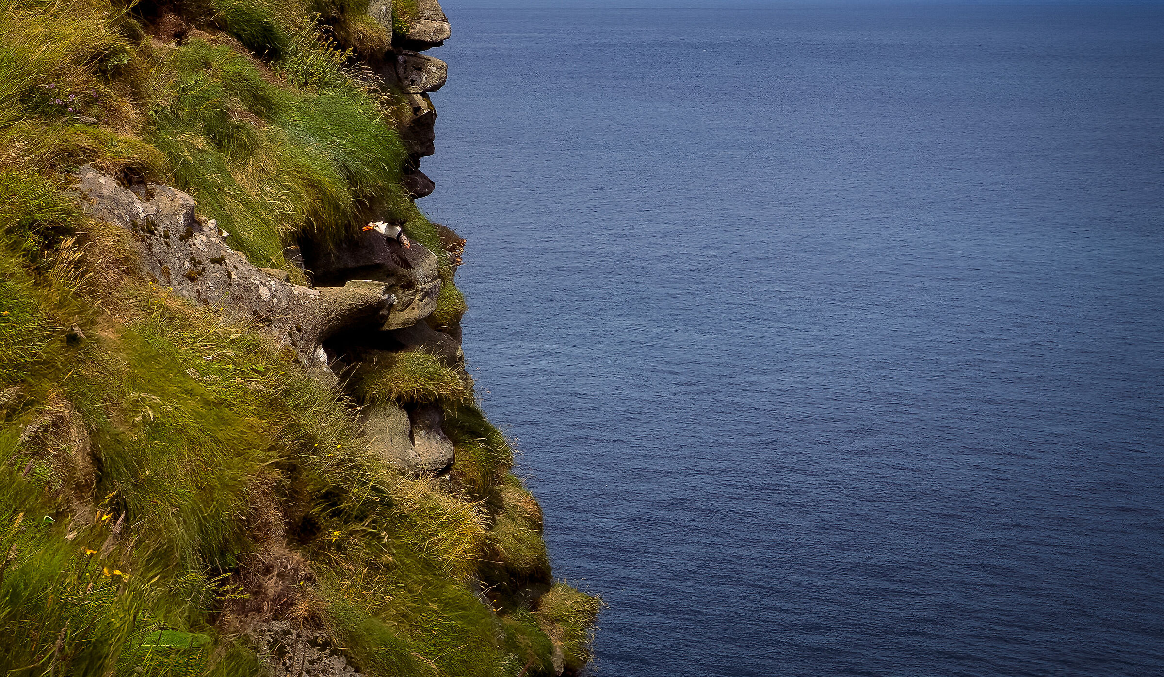 Puffin