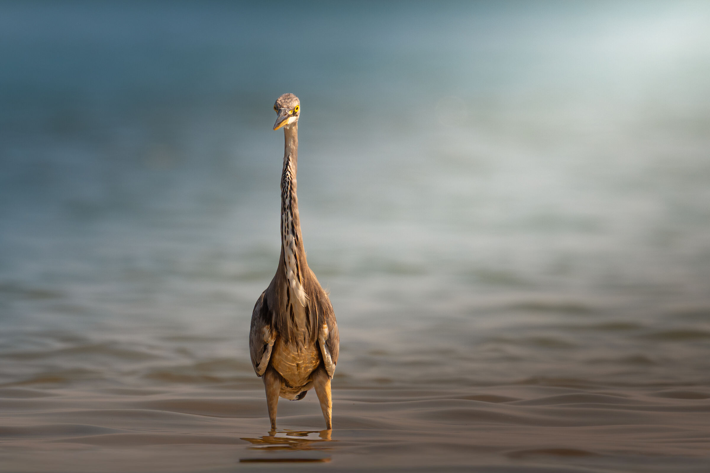 Grey heron