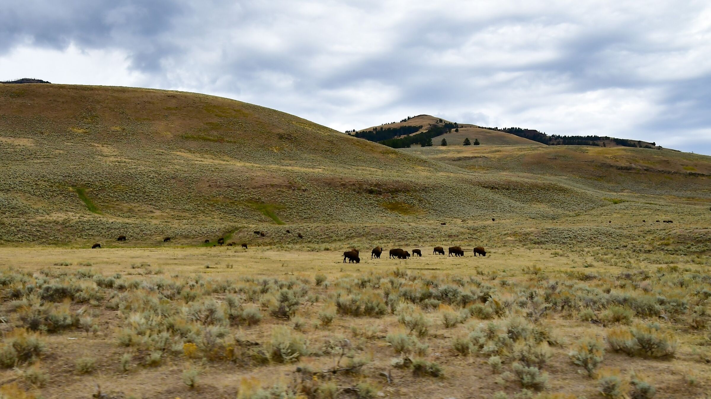 Bisonti lungo la Lamar Valley