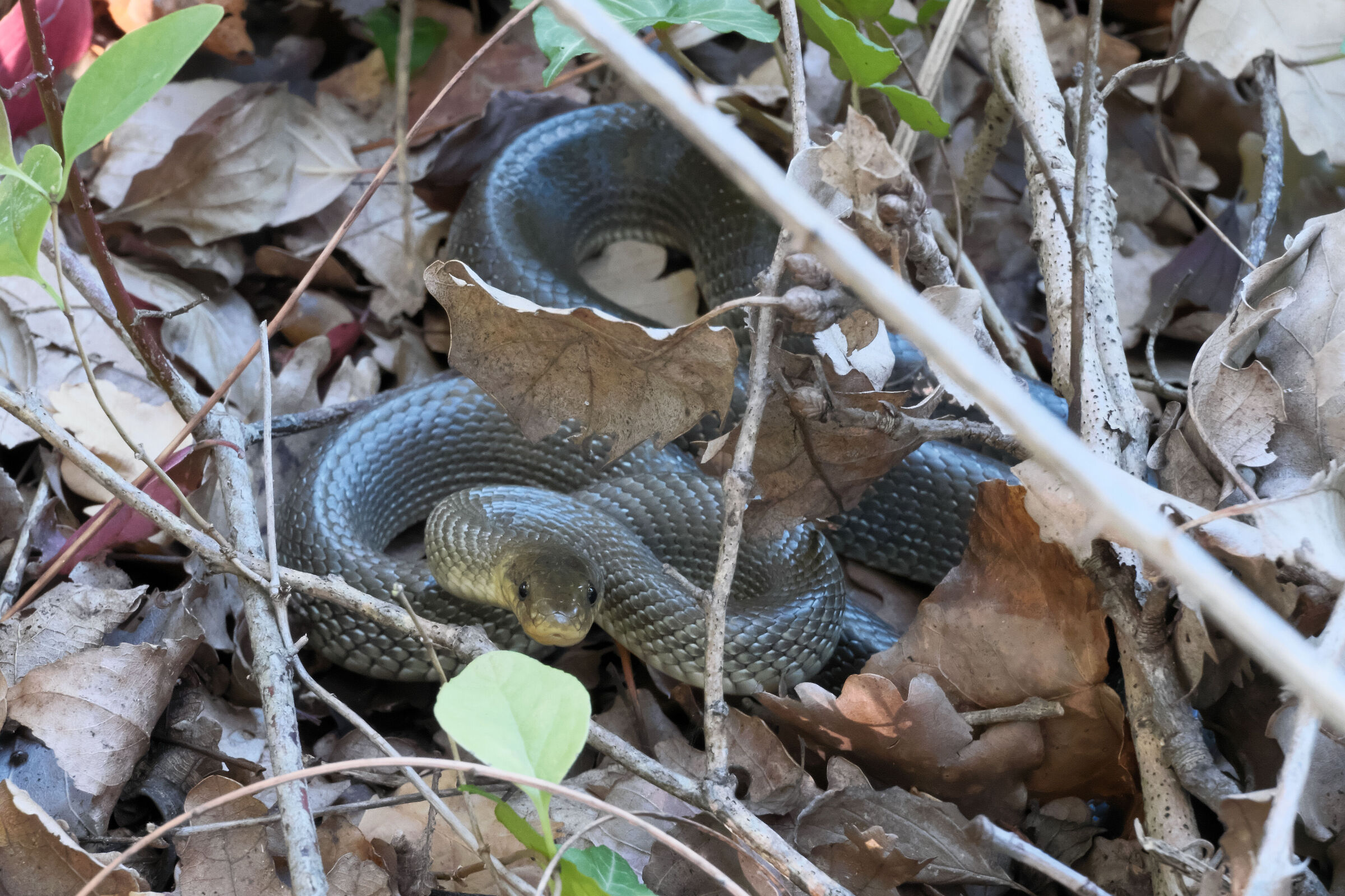 Ssibilant little friend