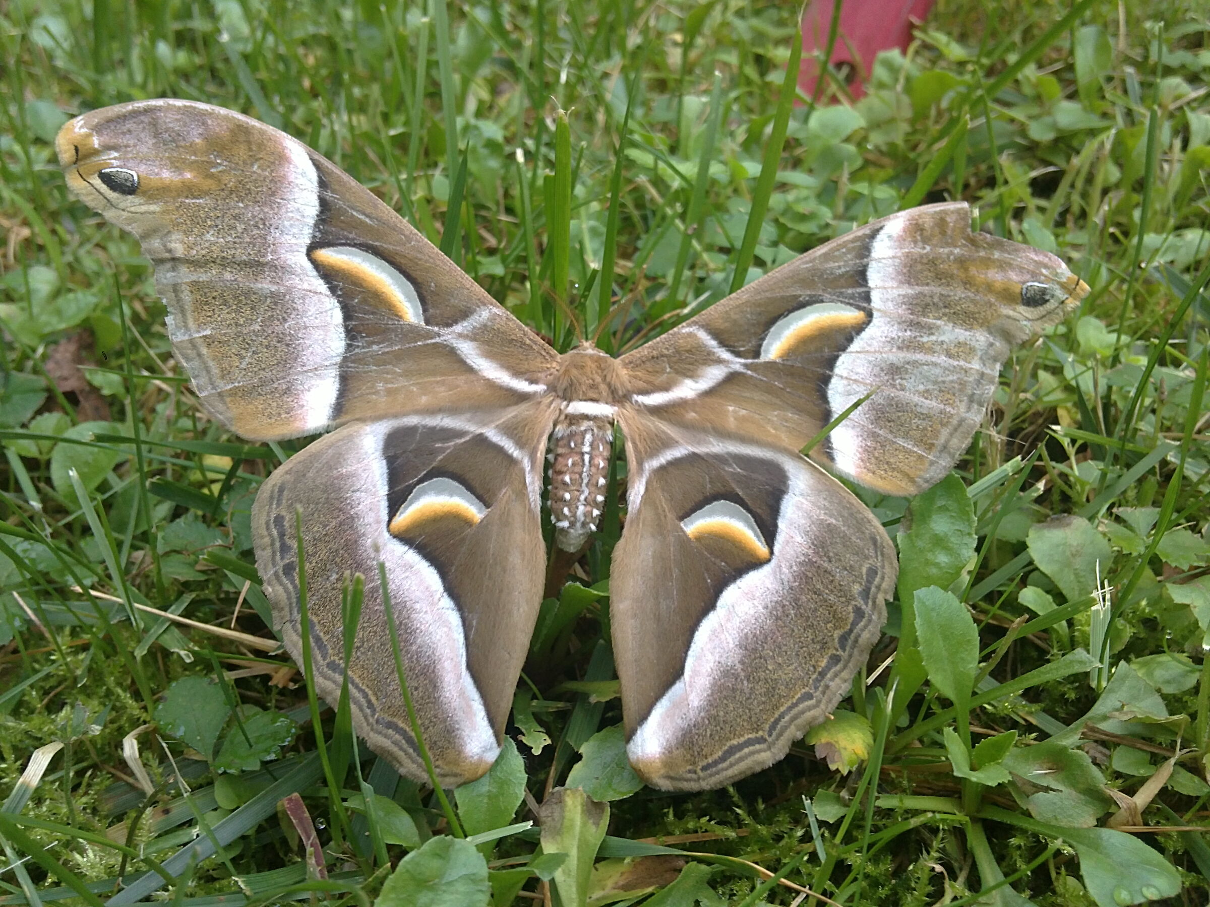 falena