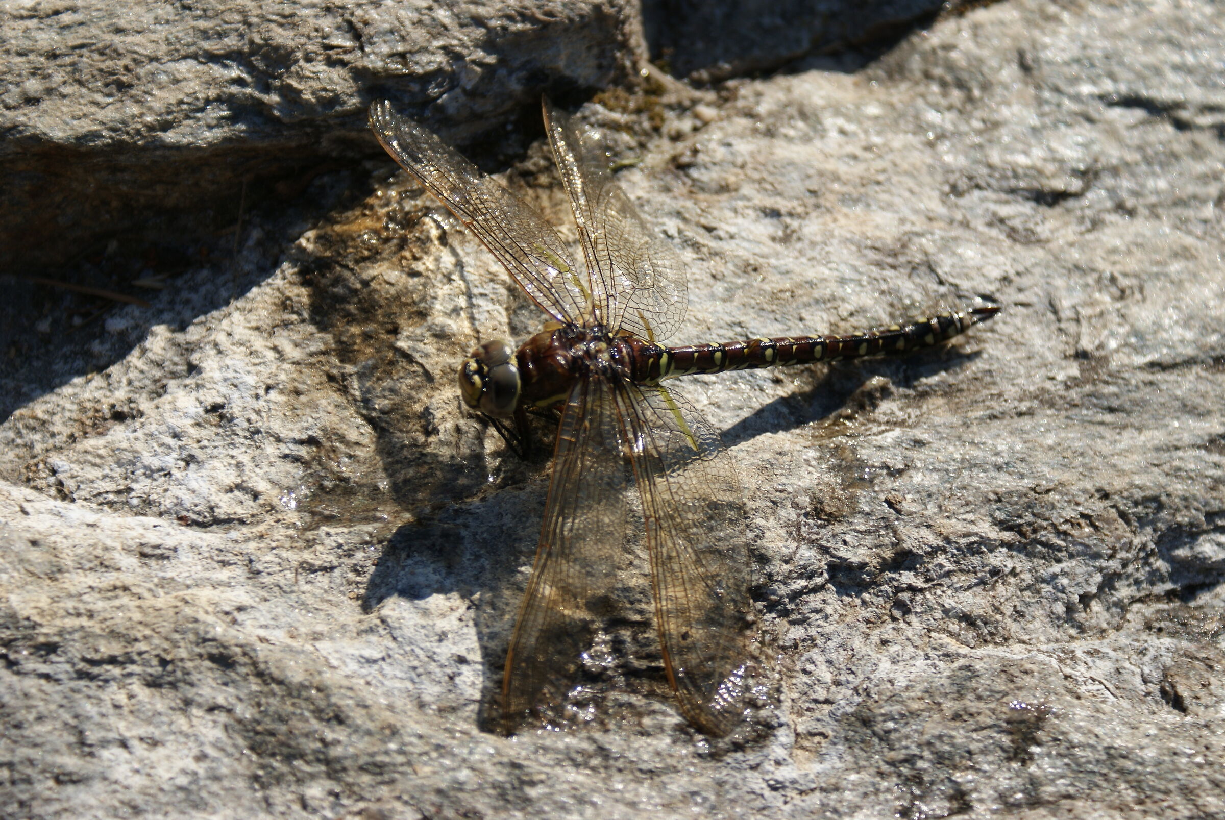libellula stagno Motta Alta