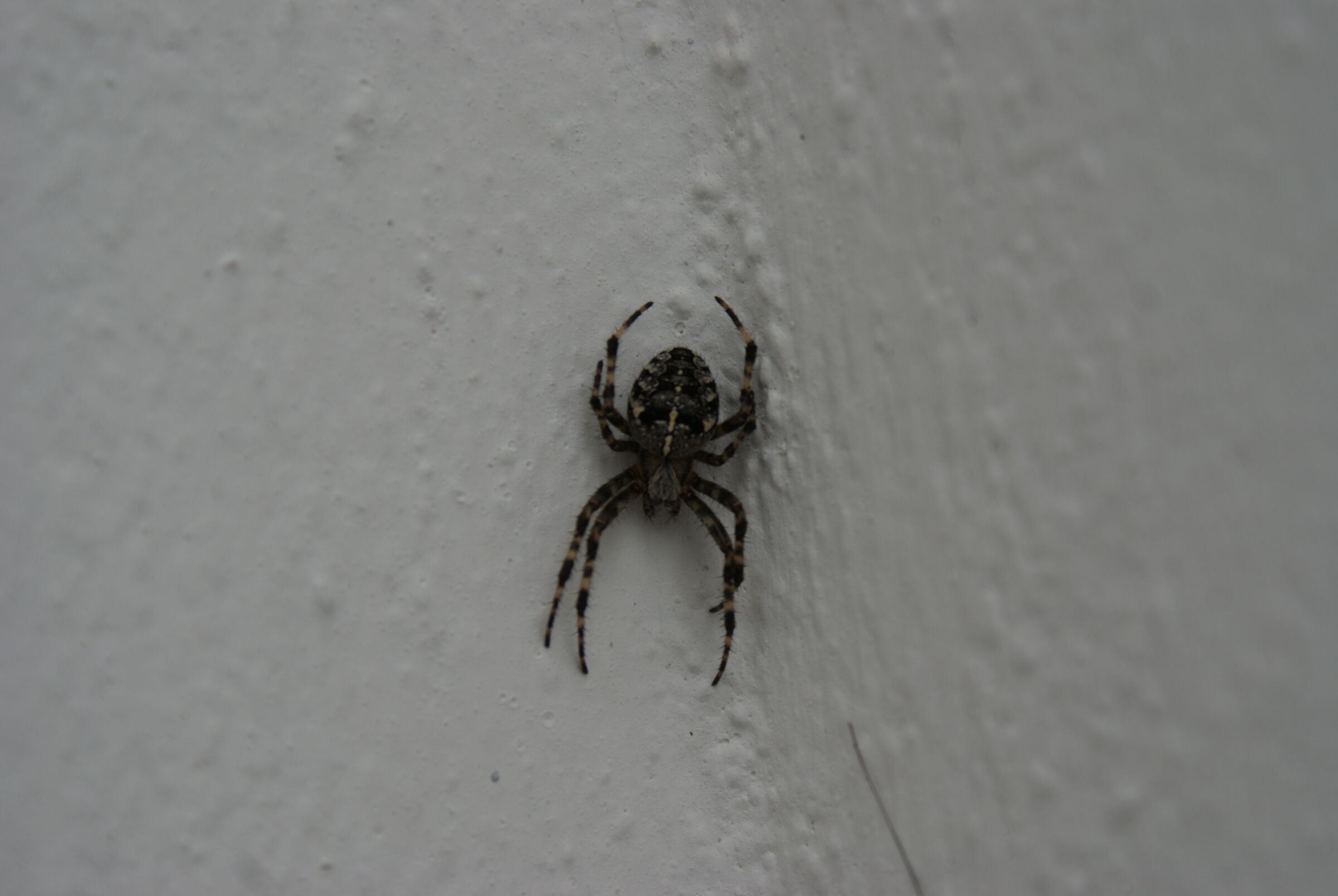 Araneus diadematus