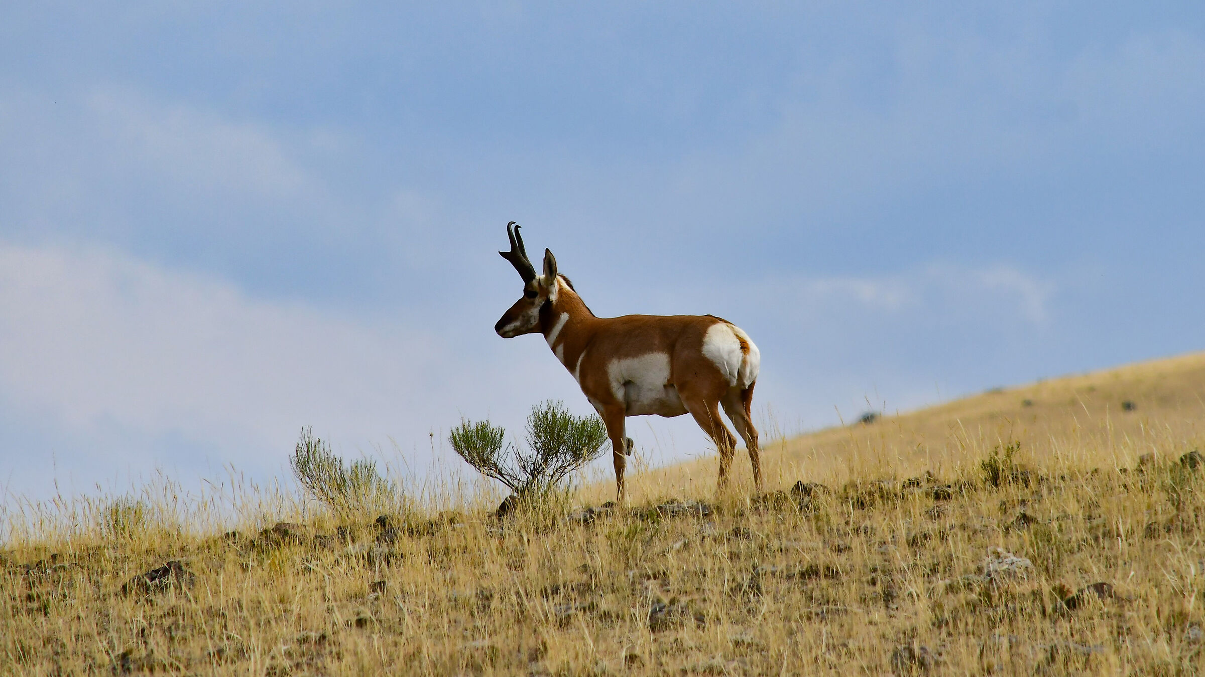 Antilocapra Americana