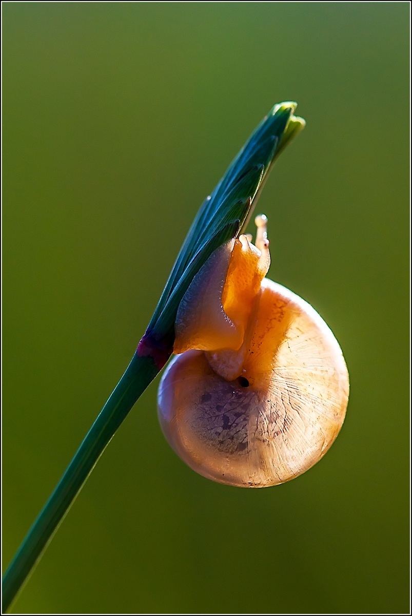 snail in sunlight against