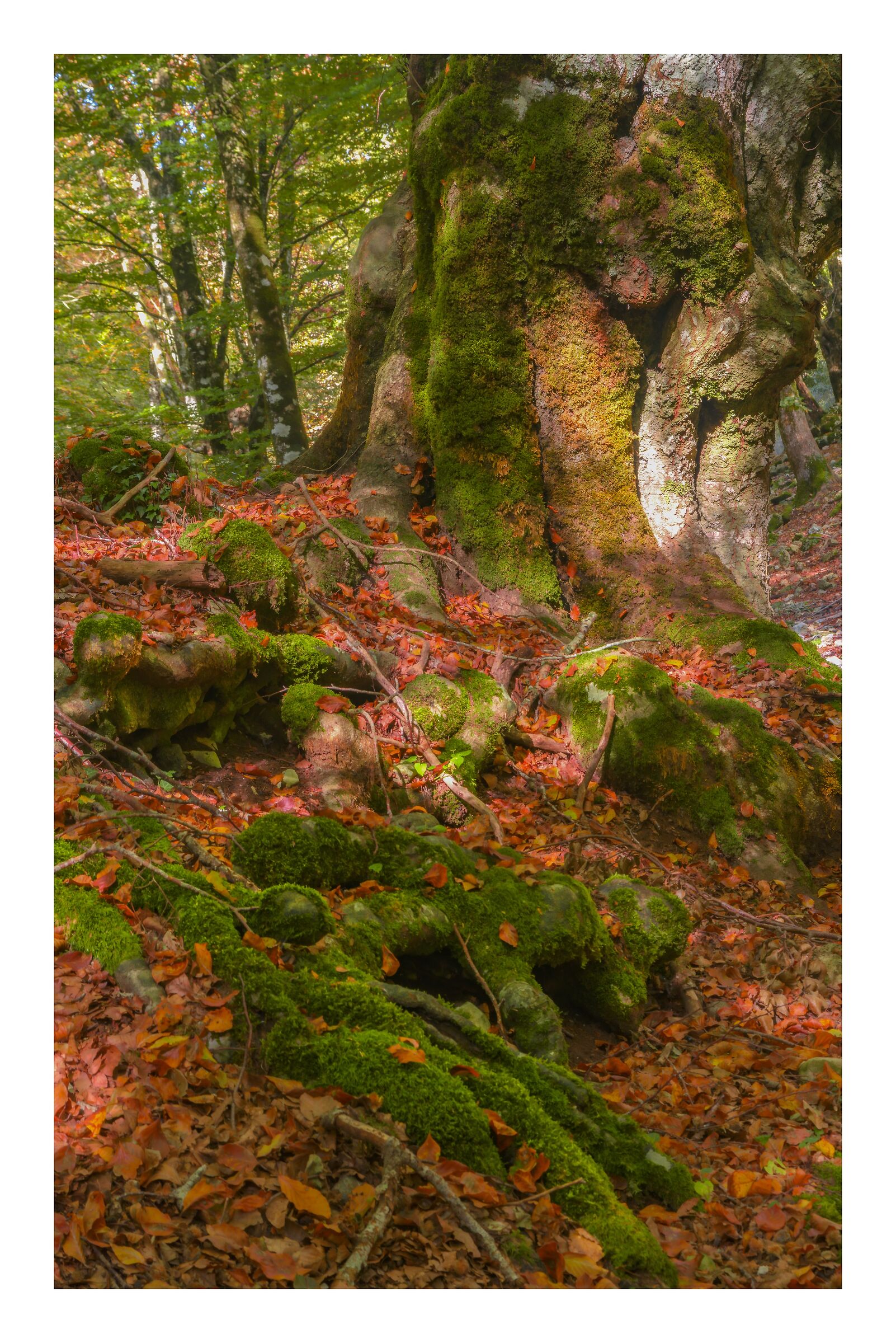 The vigor of the roots