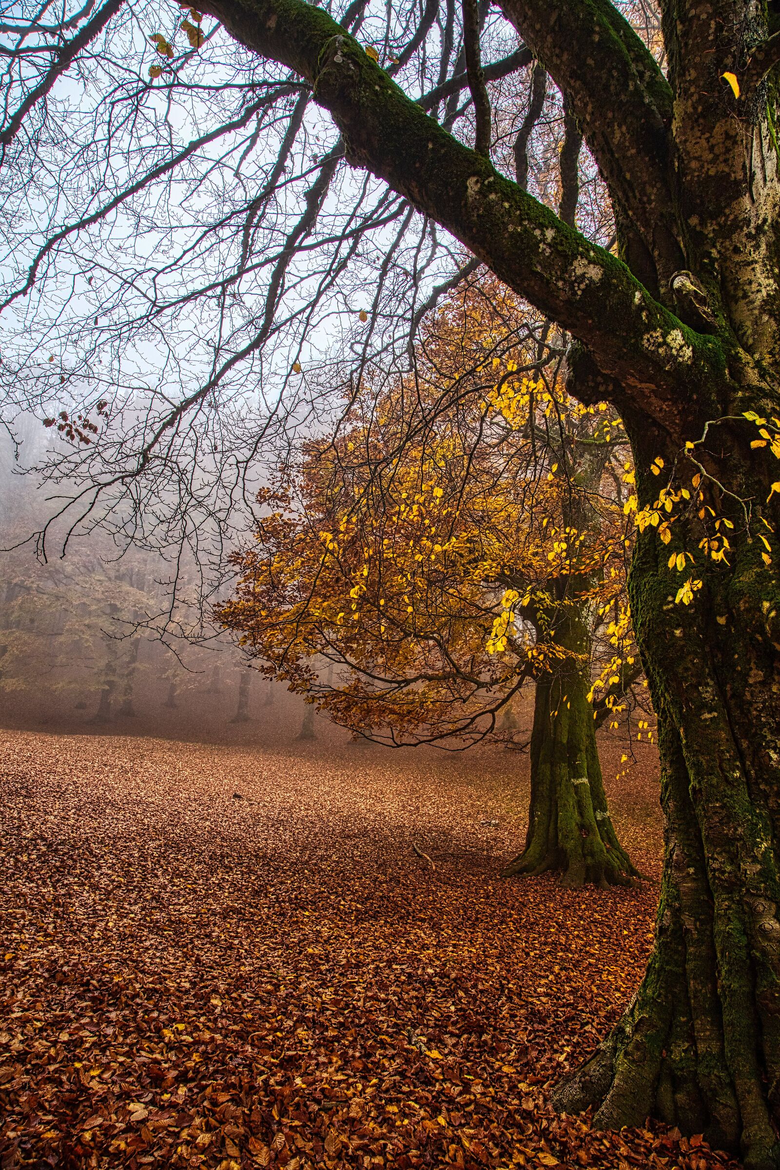 Beech forest 1