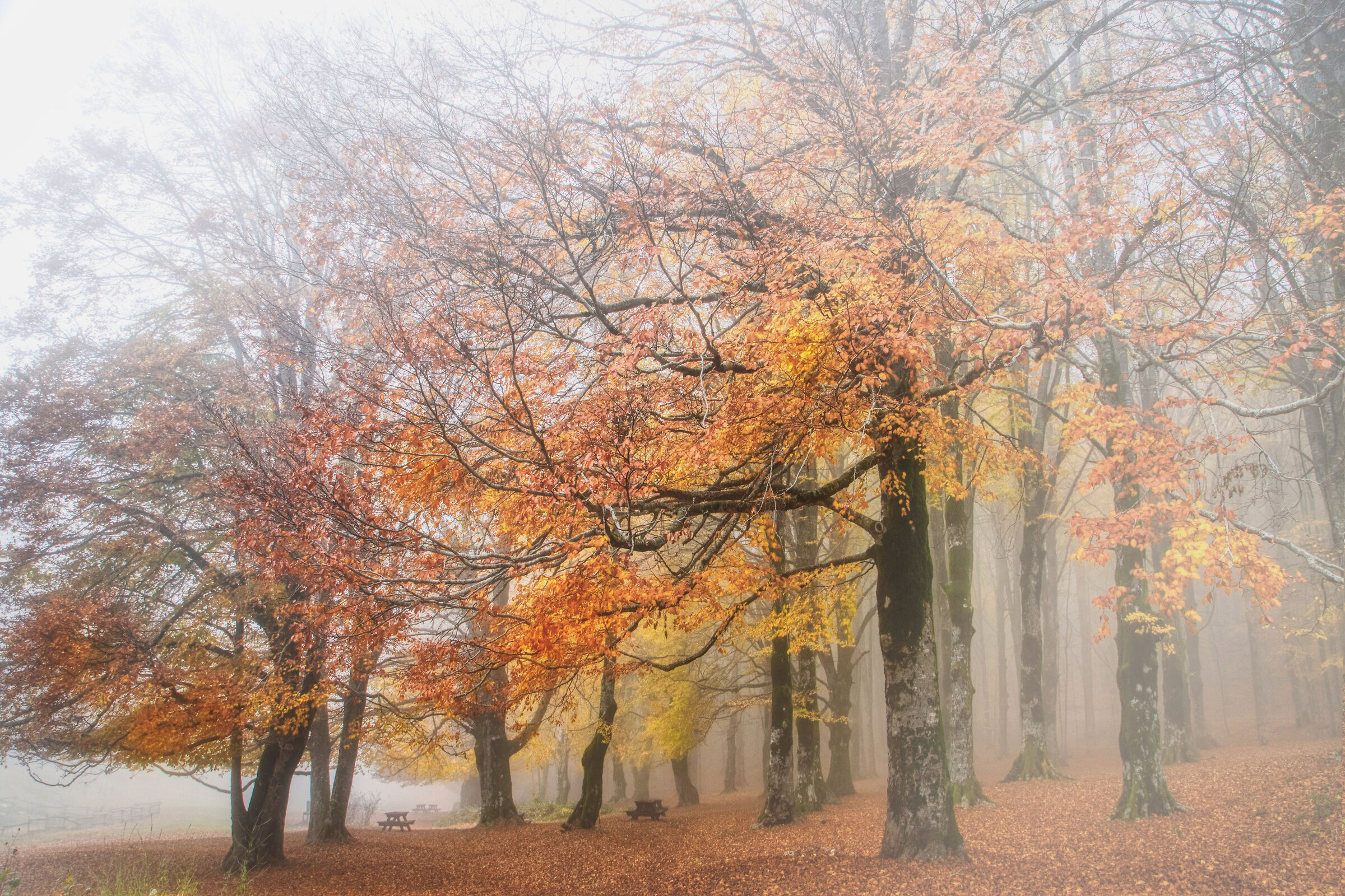 Beech forest 2