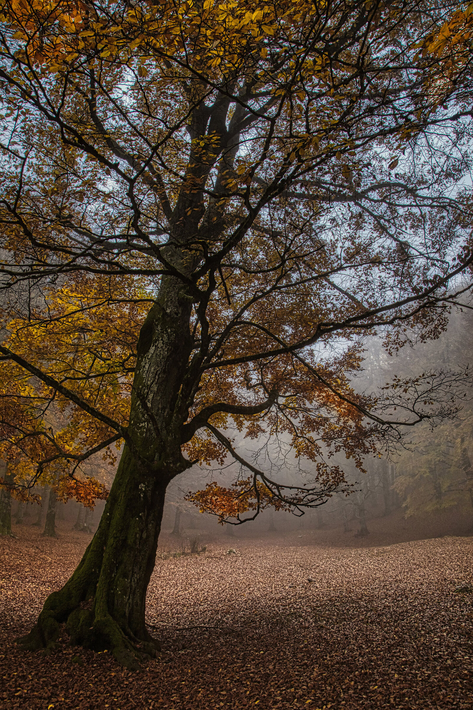 Beech forest 3