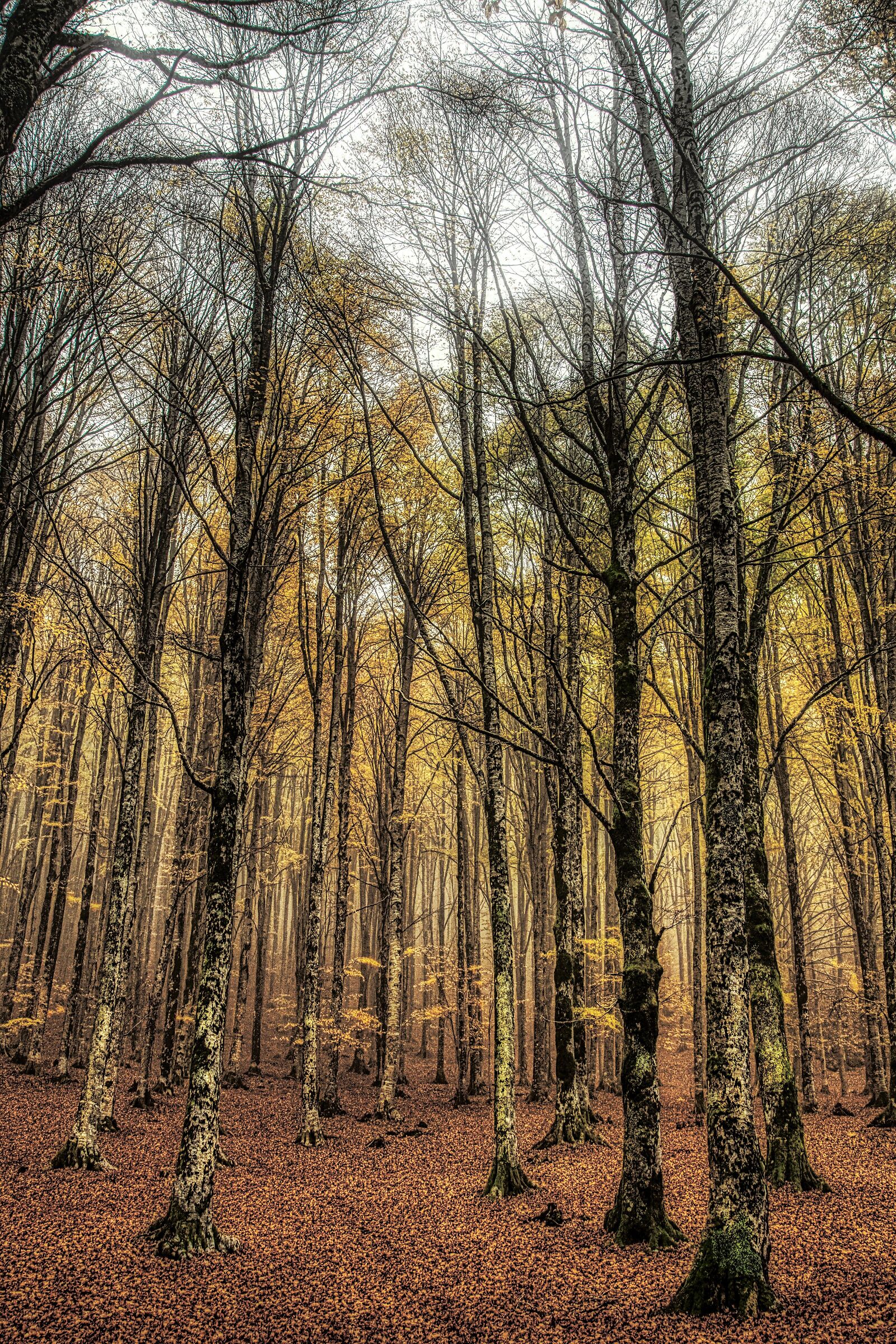 Beech forest 4