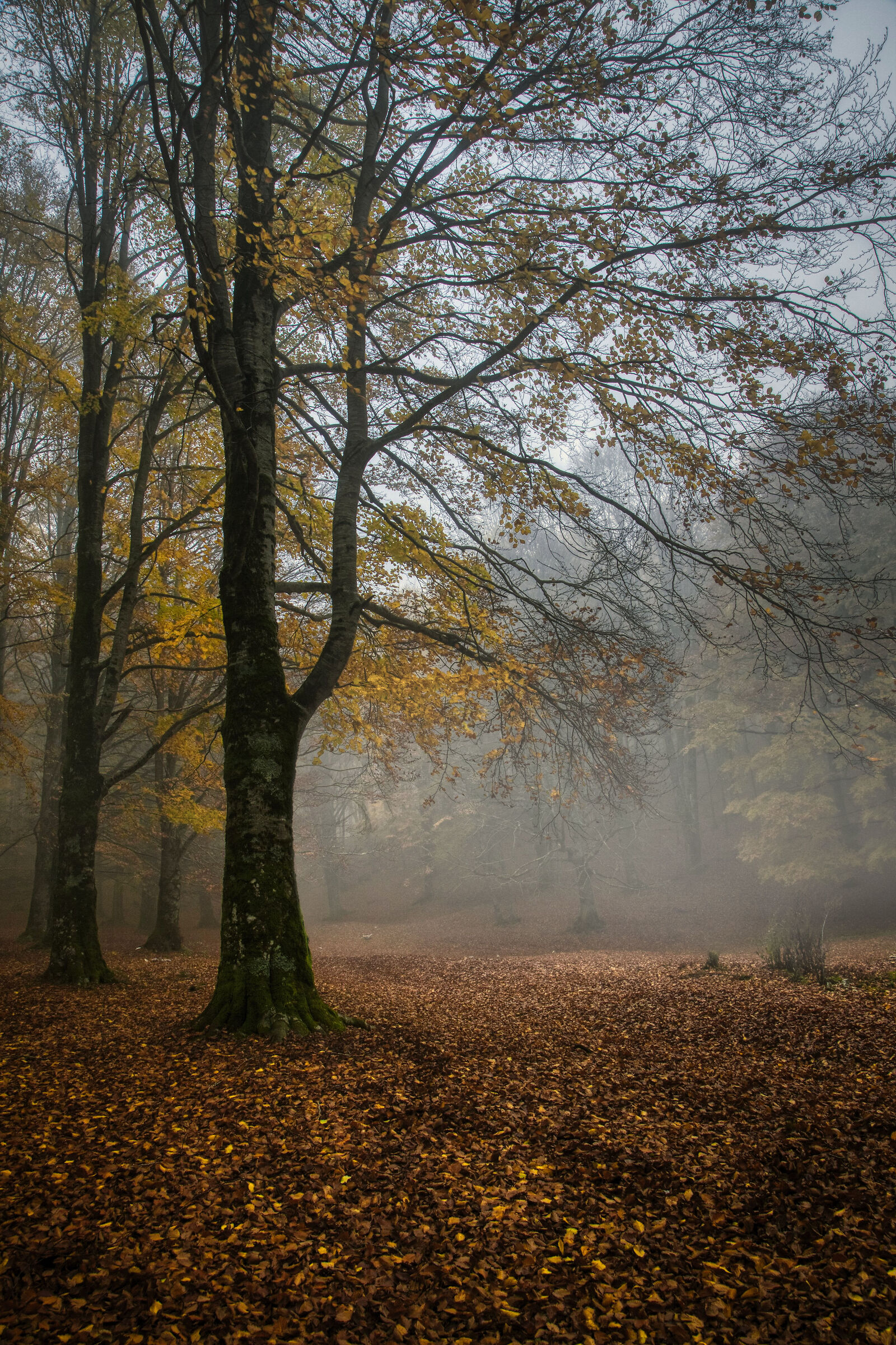 Beech forest 6