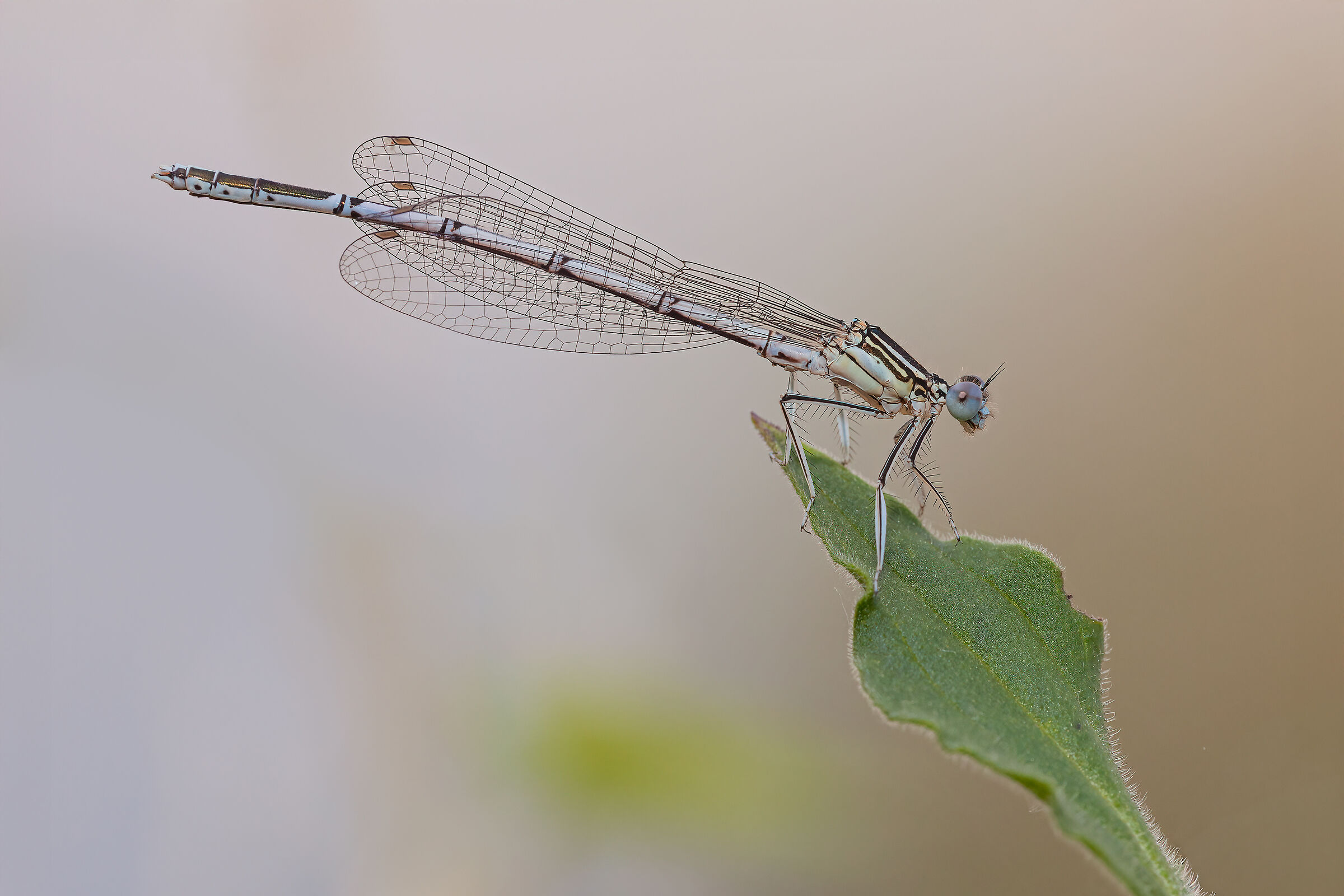 Platycnemes pennipes