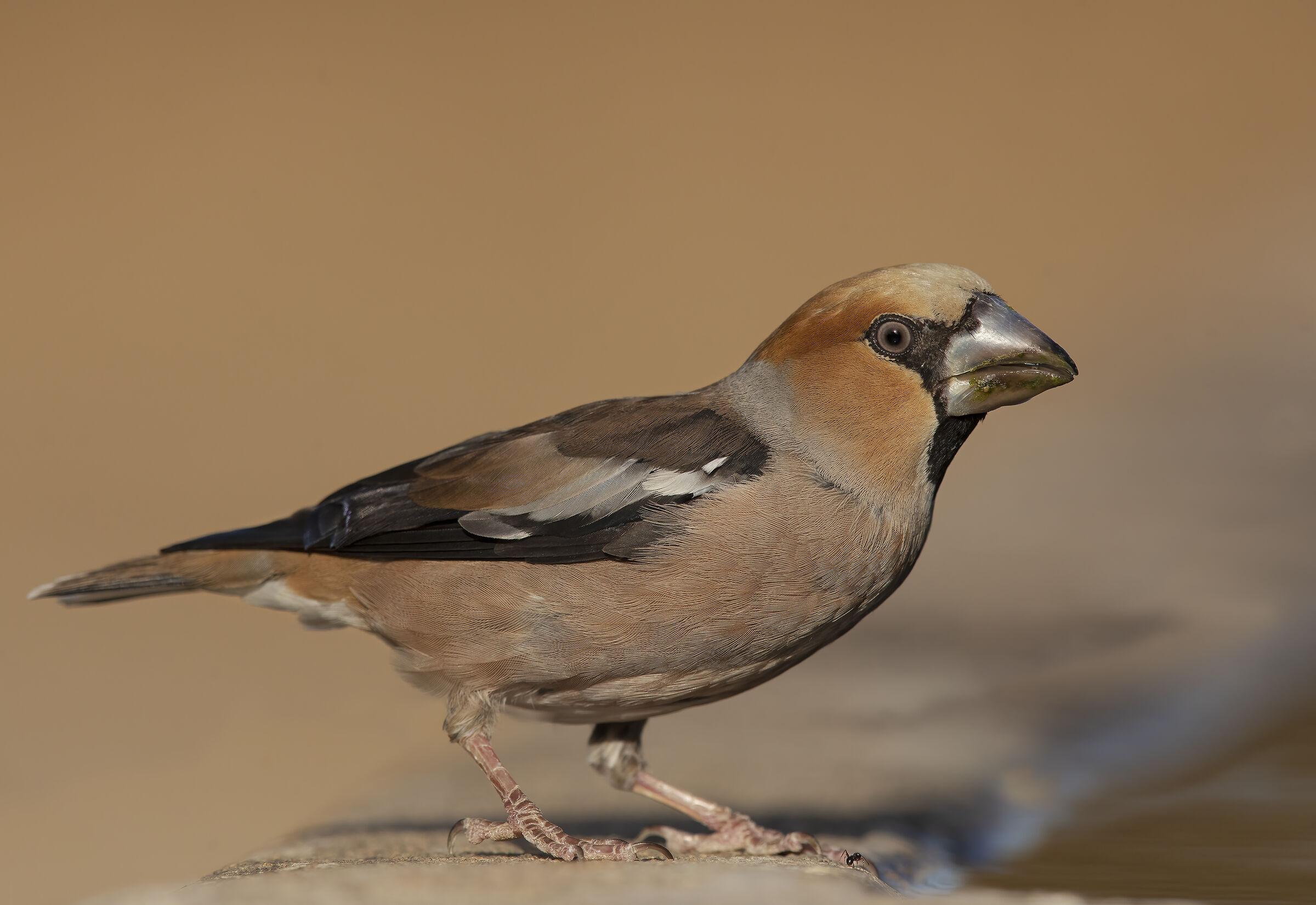 hawfinch