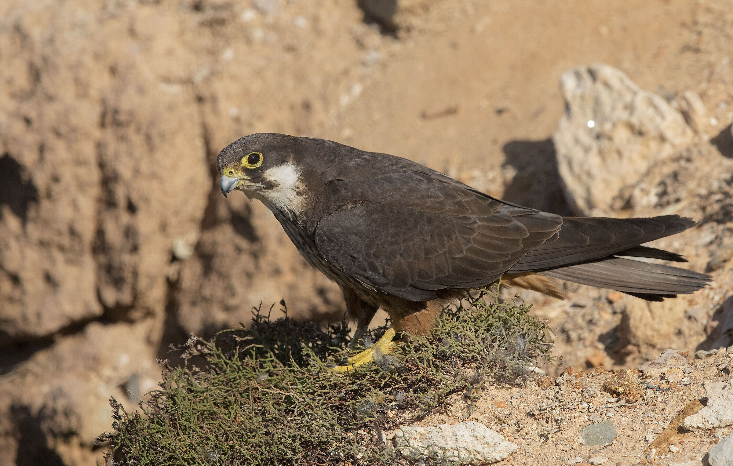 Eleonorae's falcon