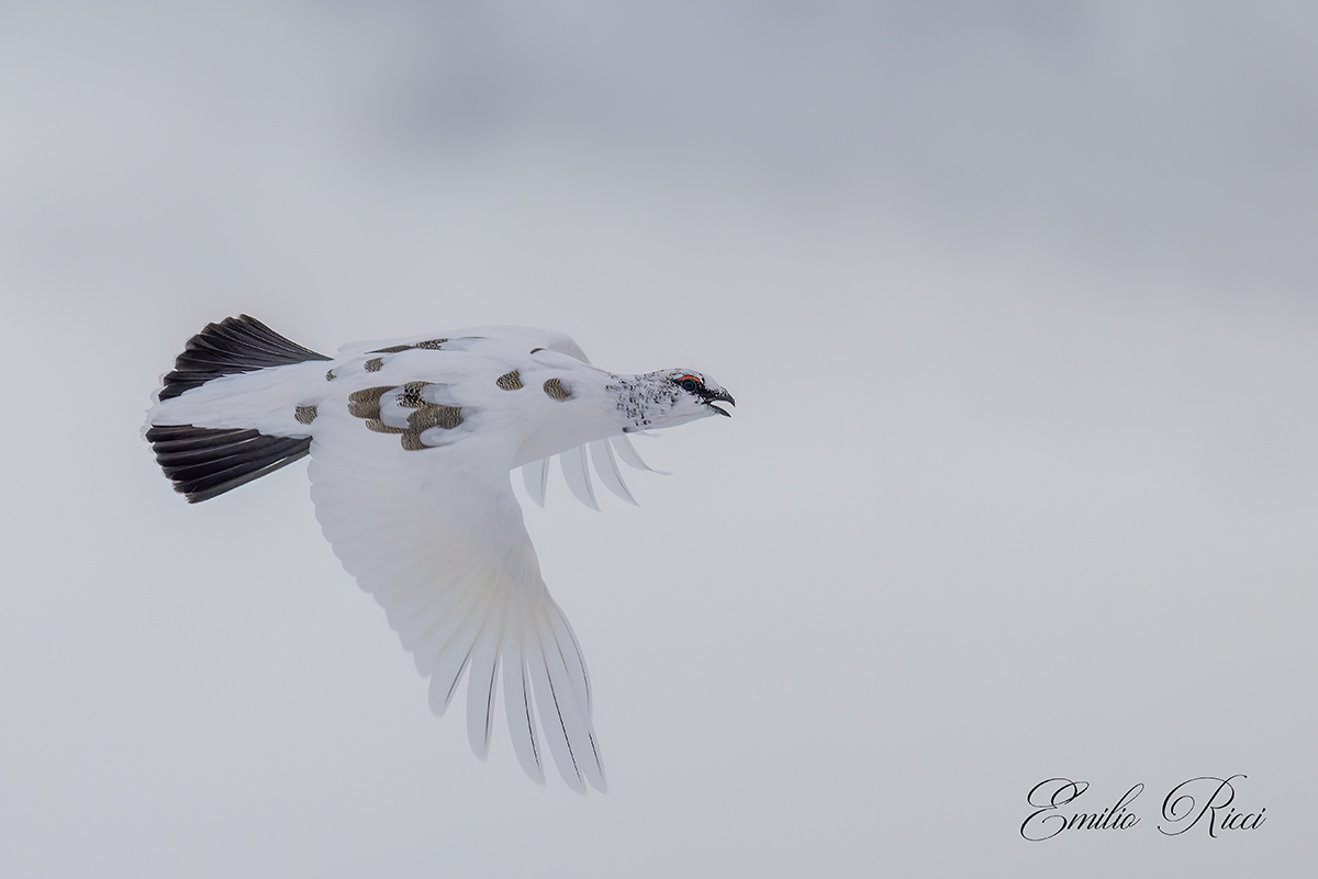 Ptarmigan