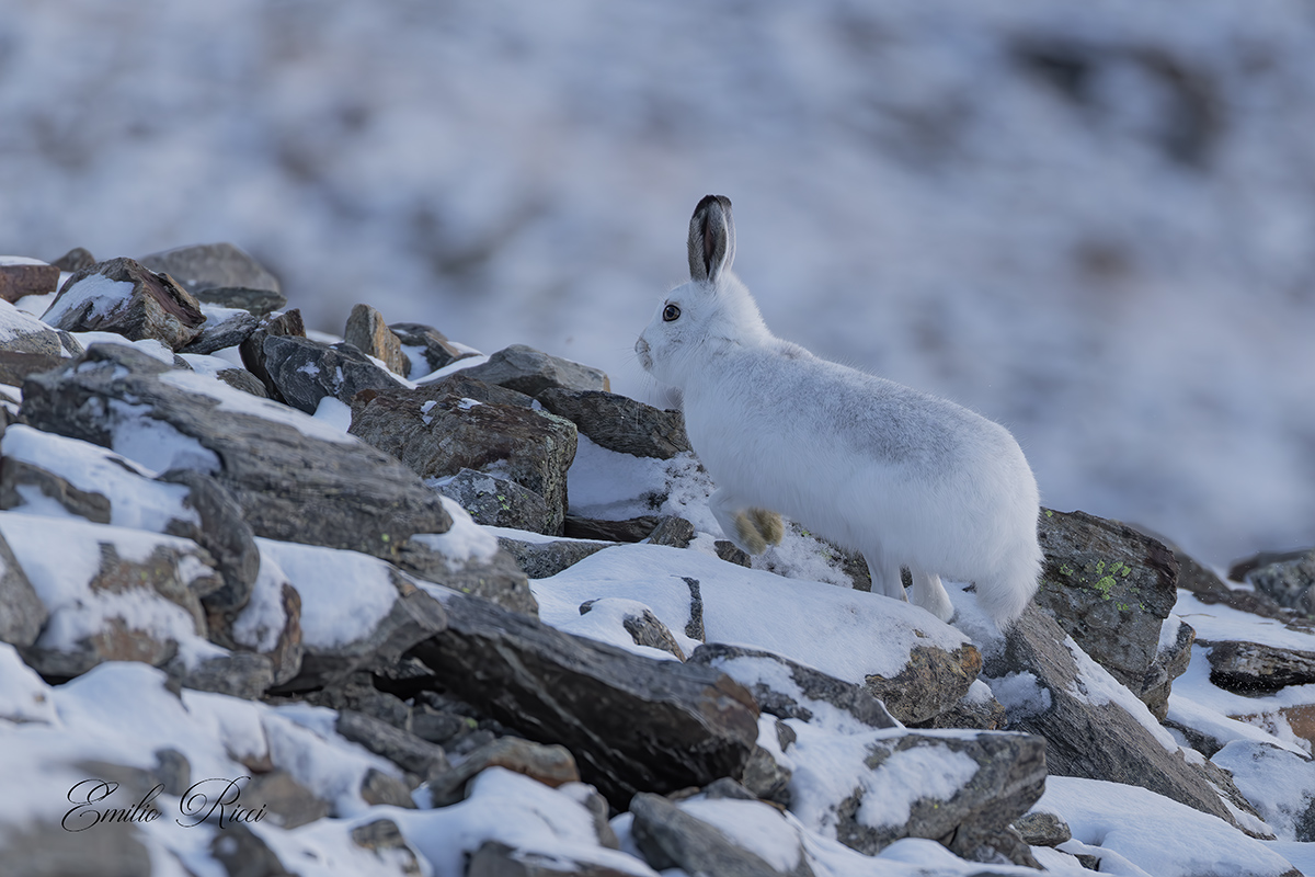 Variable hare in autumn moult