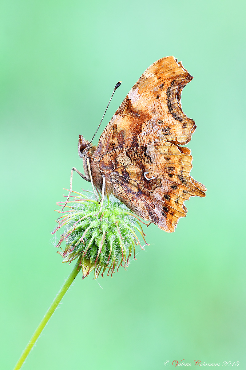 Polygonia c-album