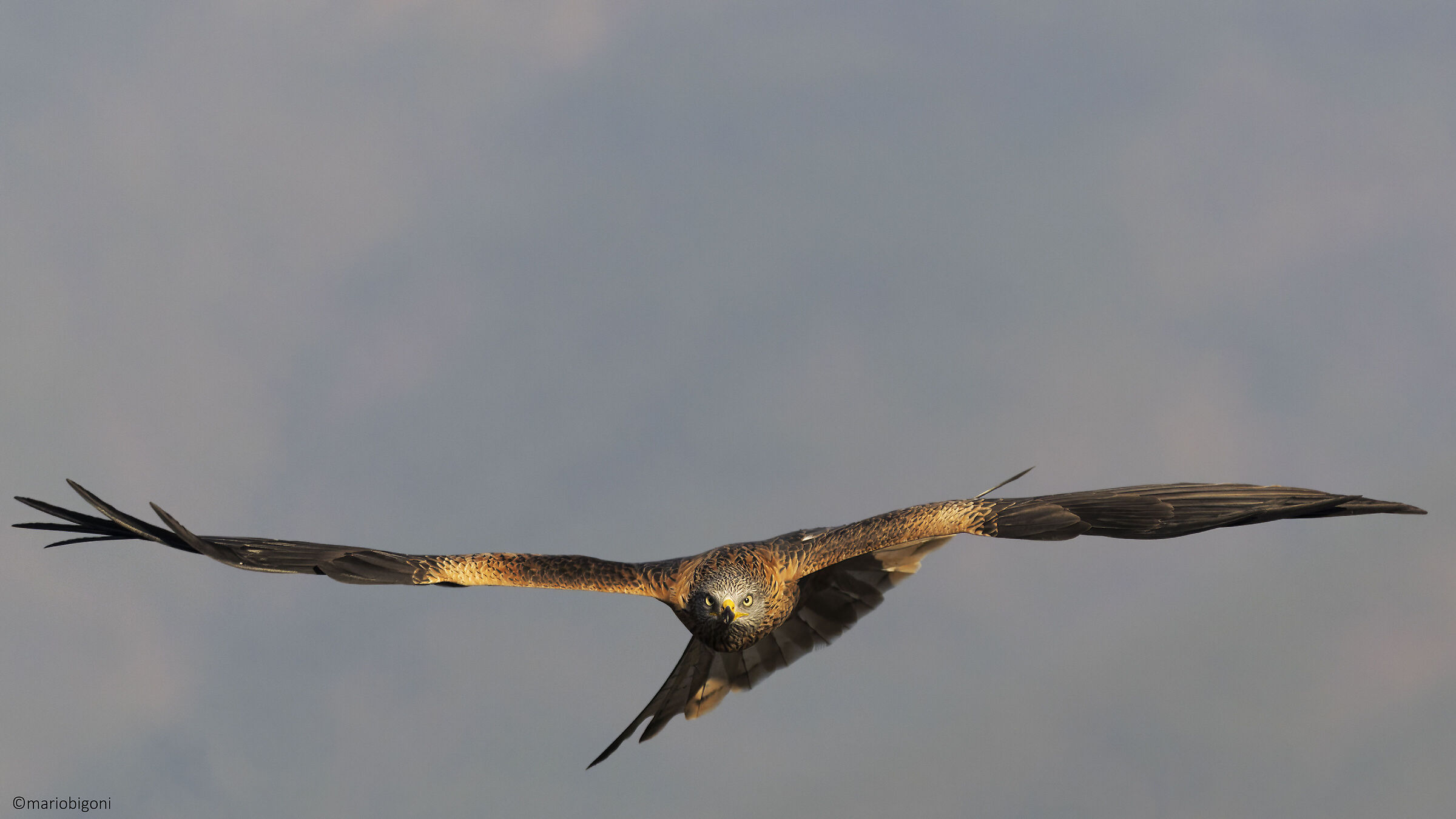 Red kite