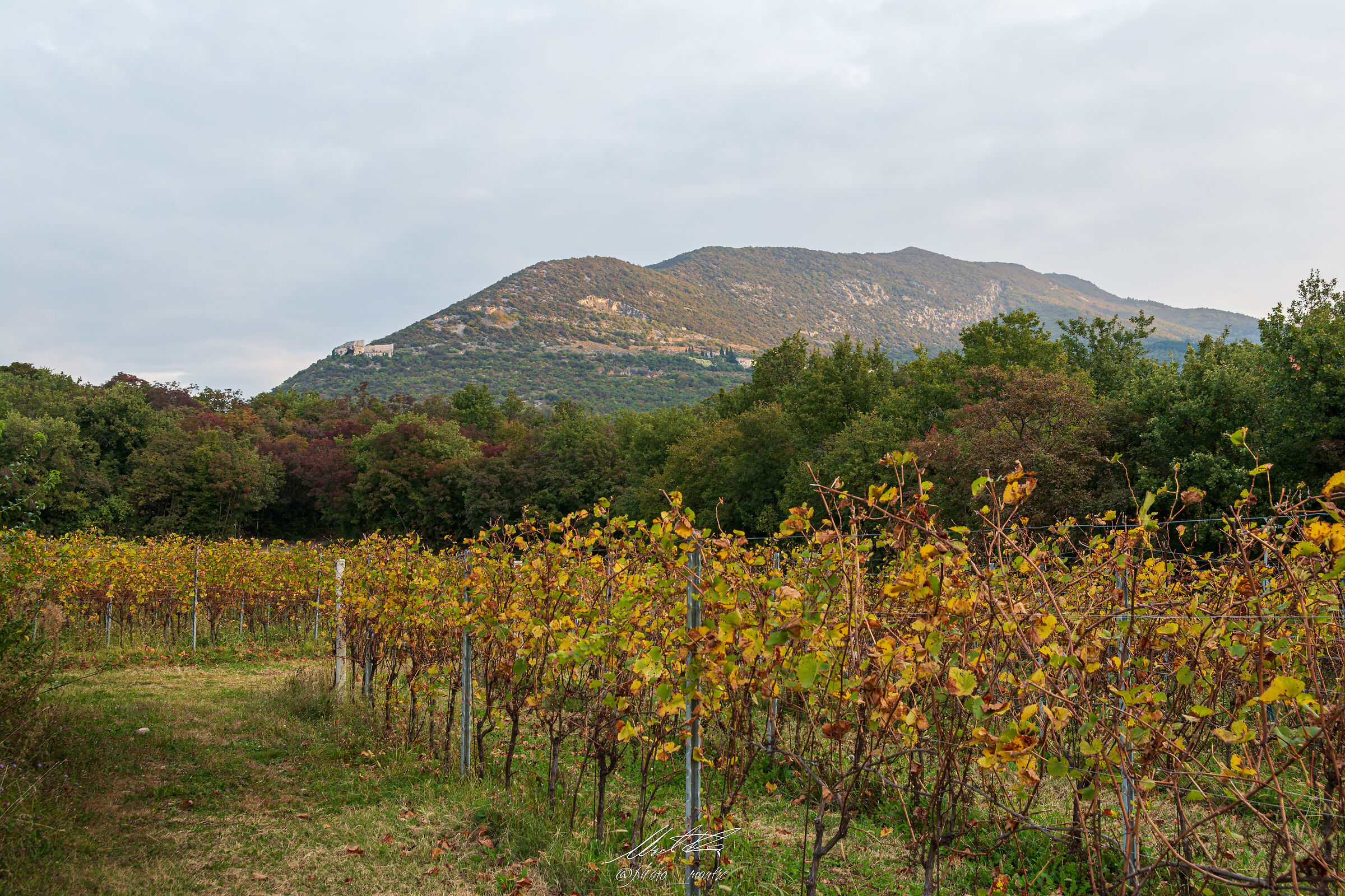 Monte Pastello and vineyards