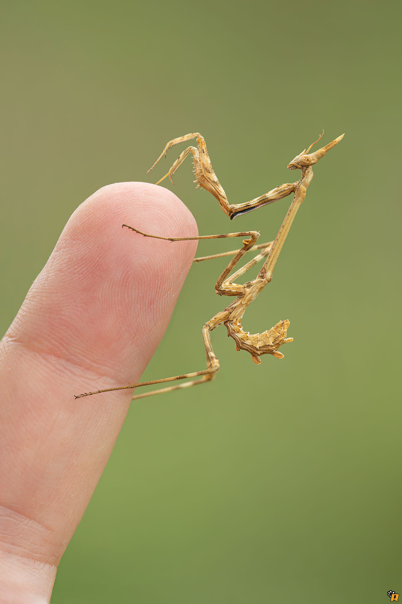 Empusa pennata sul mio dito