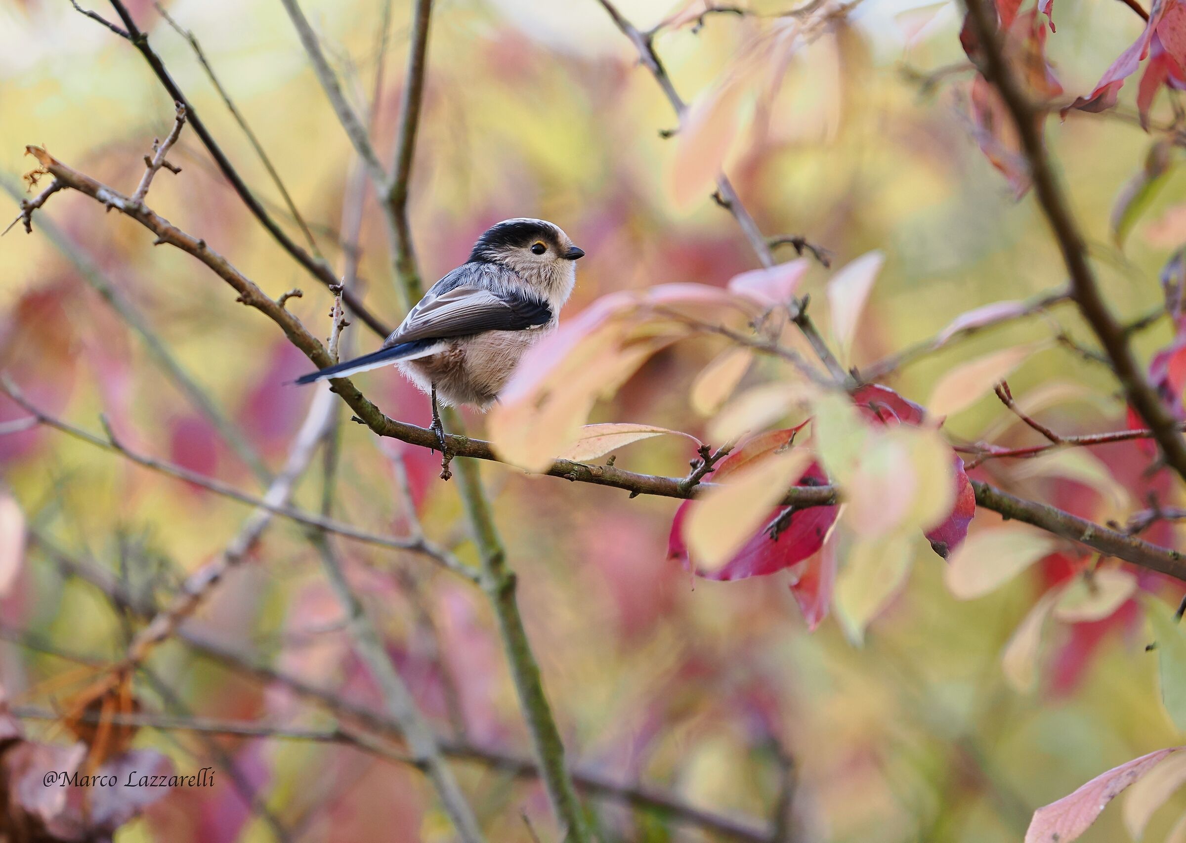 Long-tailed in foliage