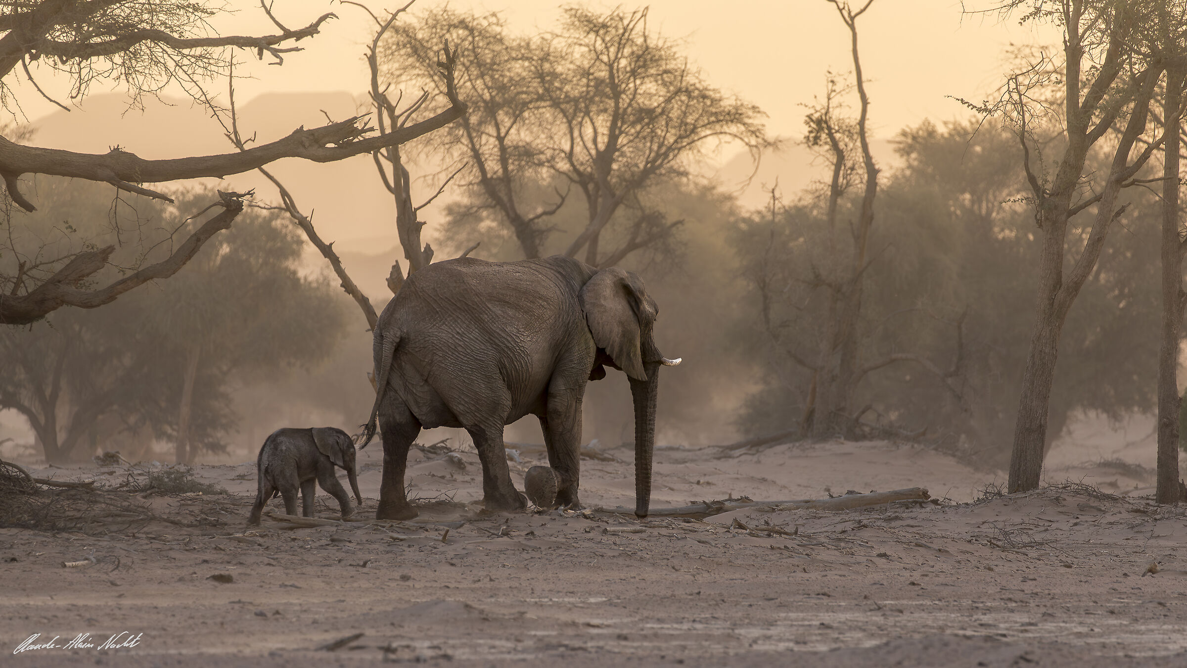 Elephant and her calf in the dust