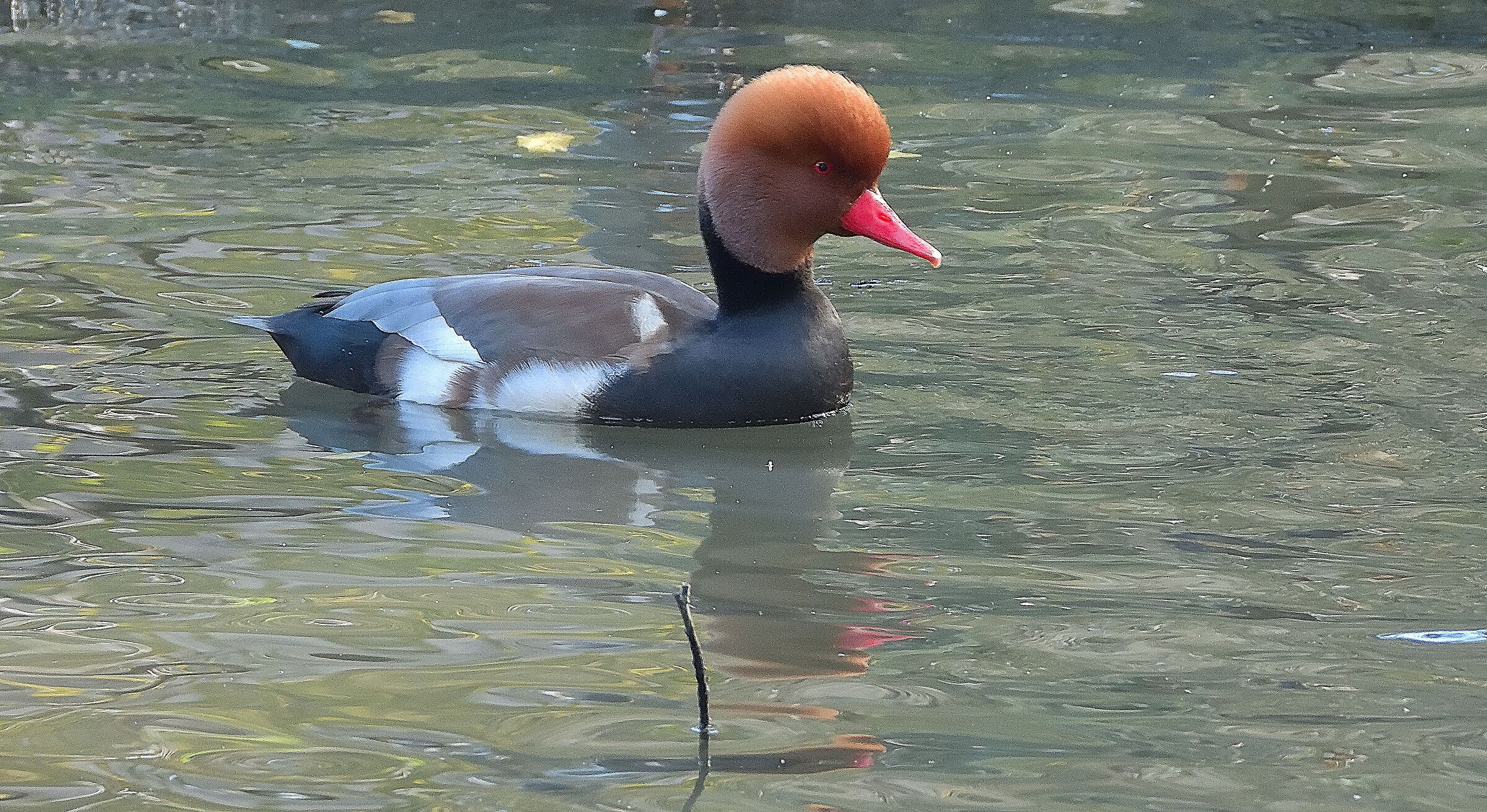 Red-crested pochard