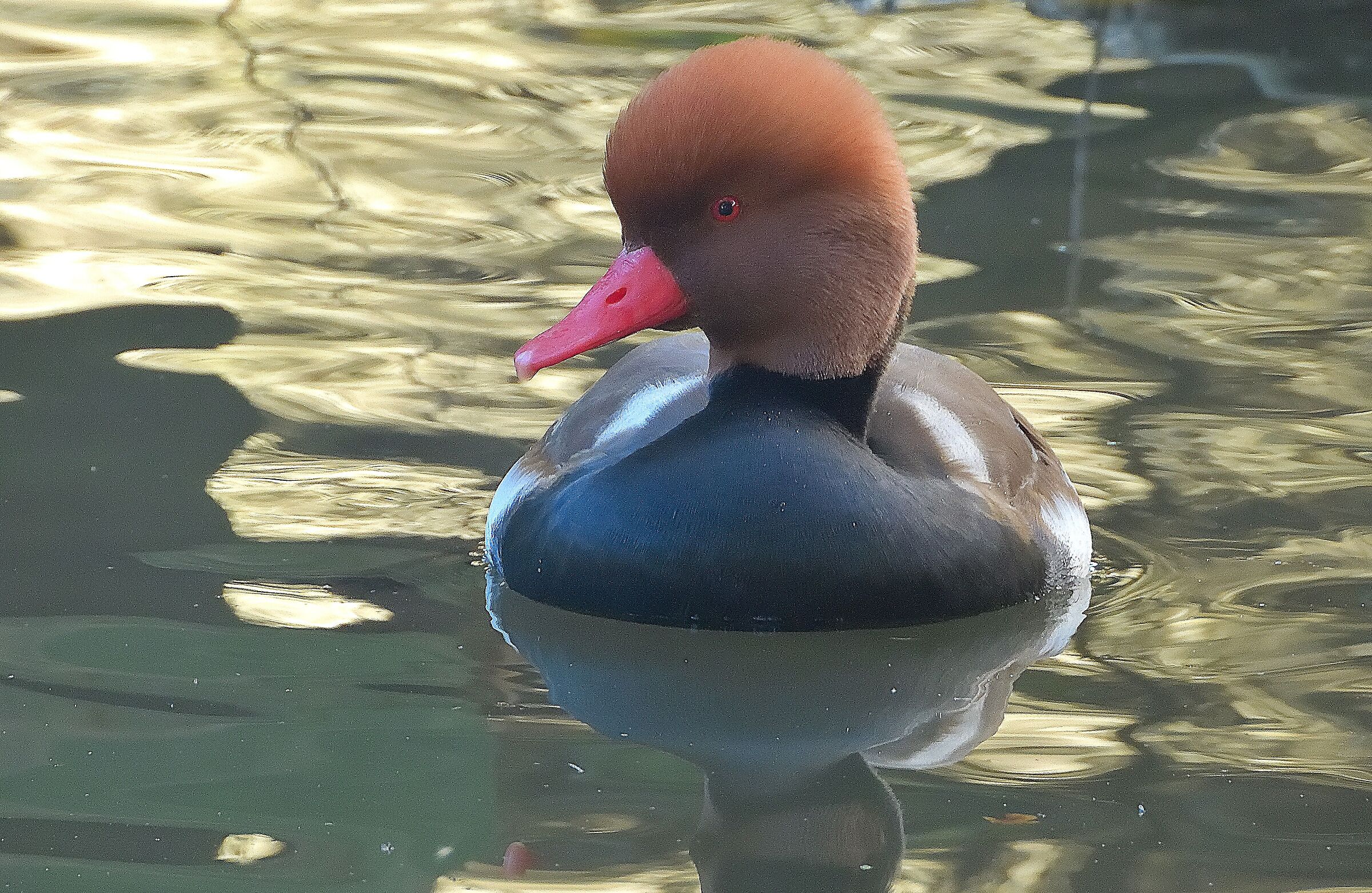 Red-crested pochard