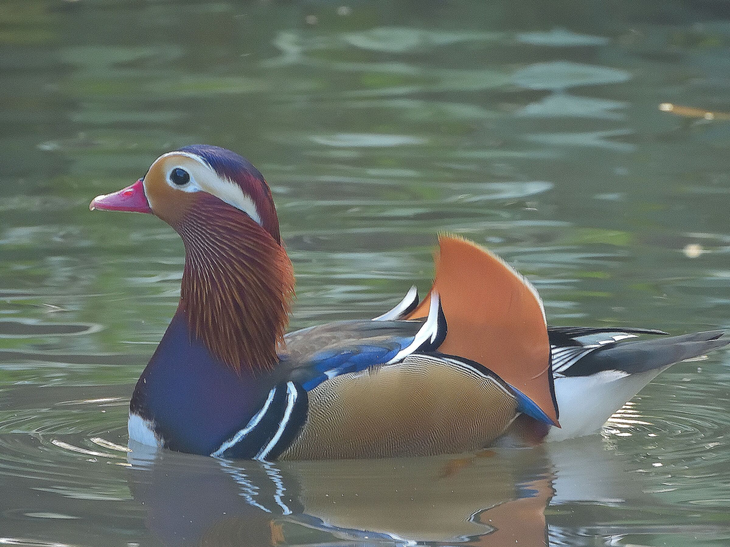 Mandarin Duck - Aix galericulata