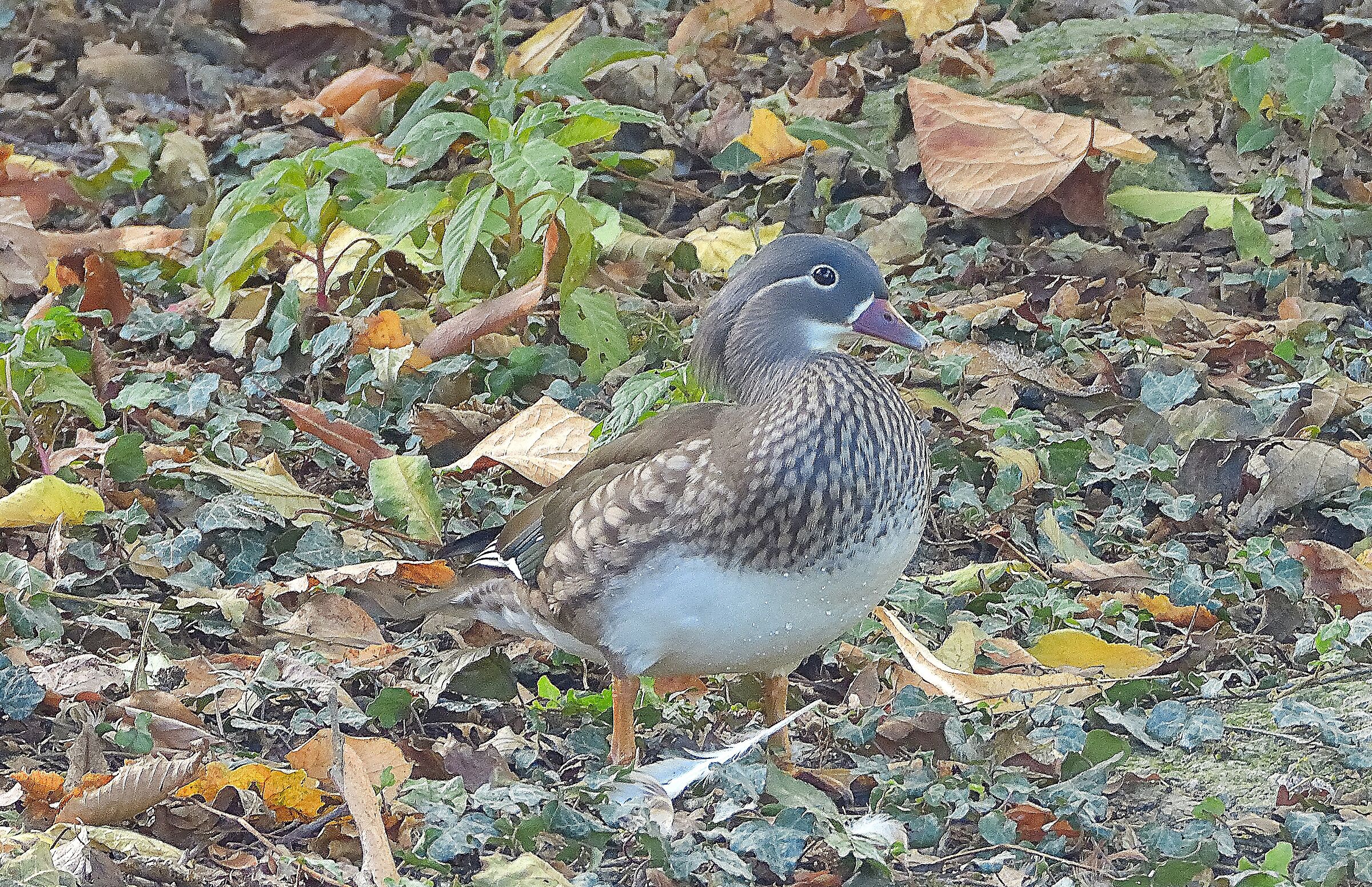 Mandarin Duck - Aix galericulata