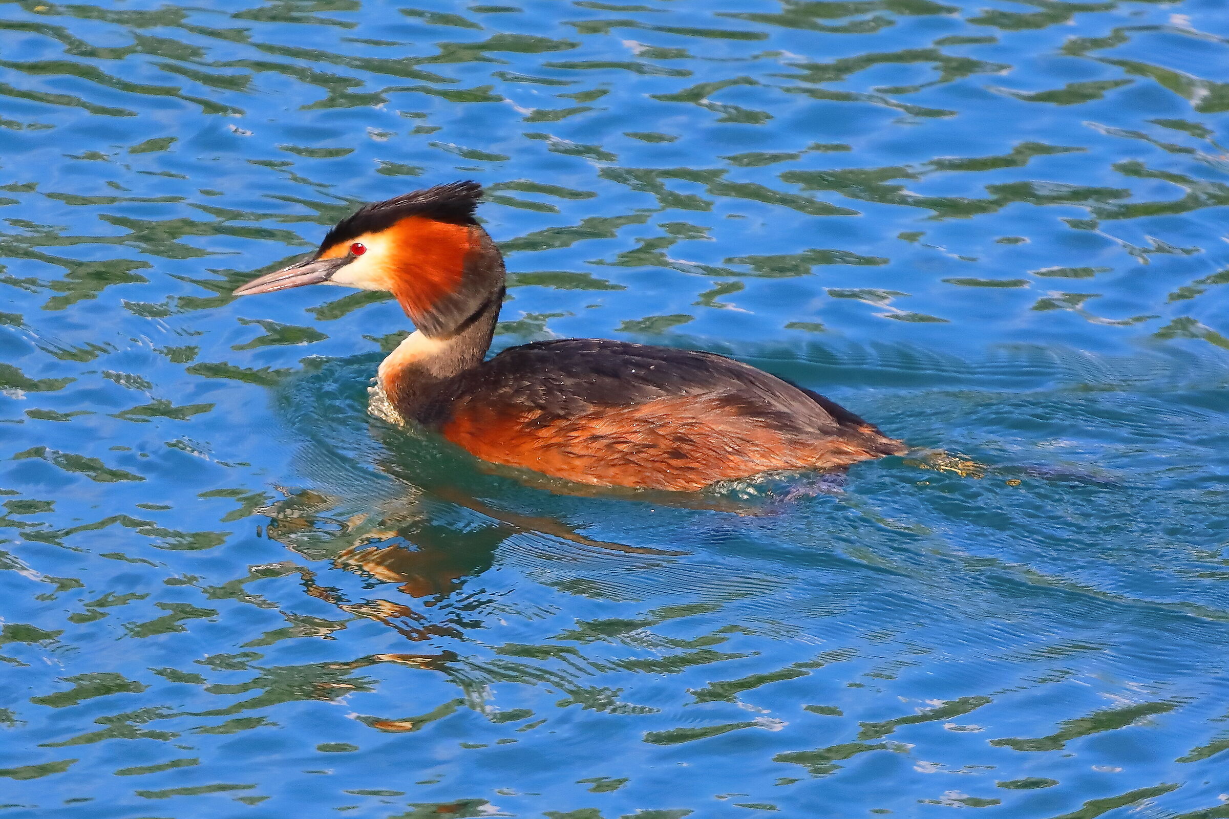 Svasso 15 maggio 2025 - 0109