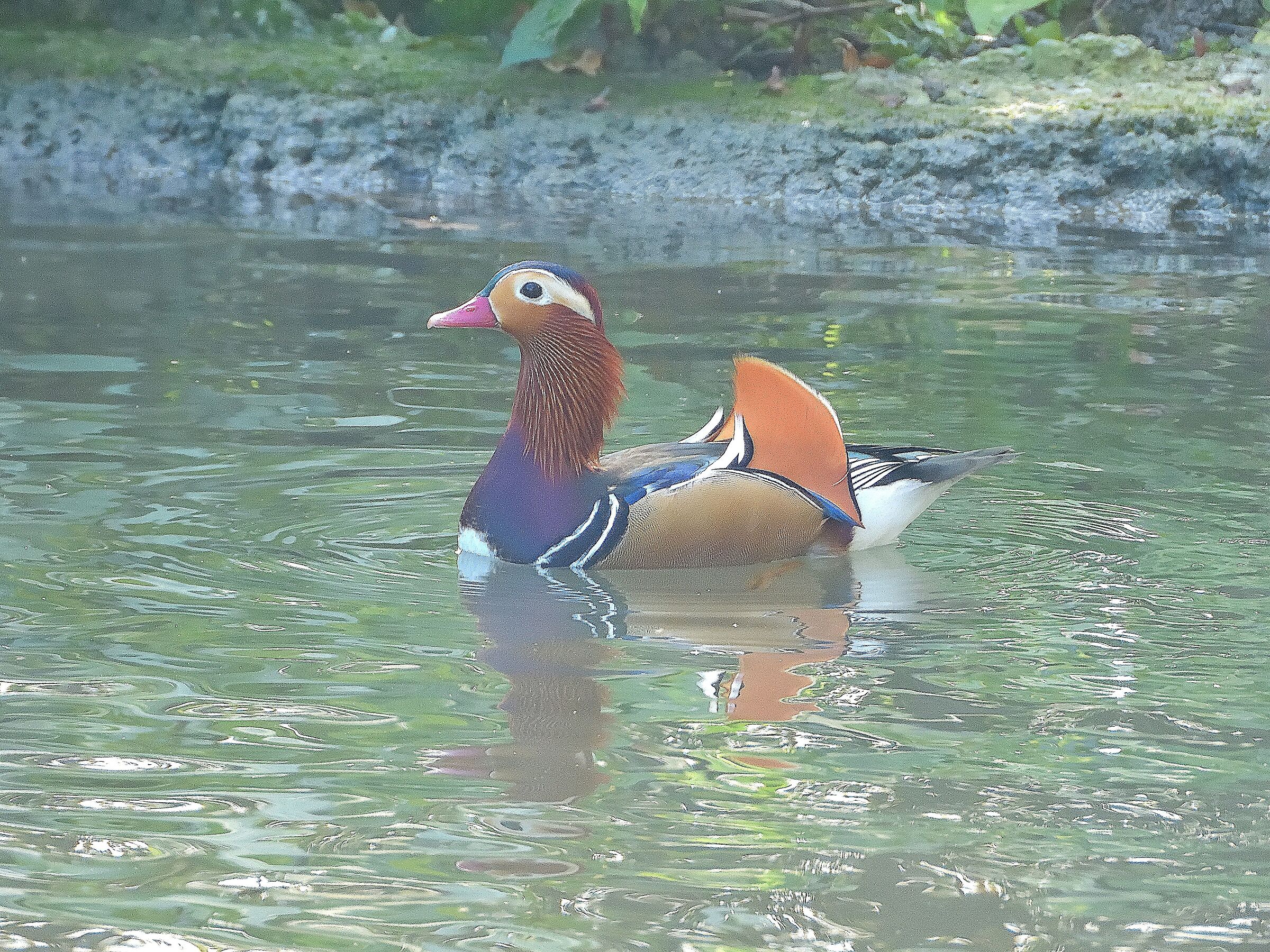 MANDARINA DUCK Aix galericulata