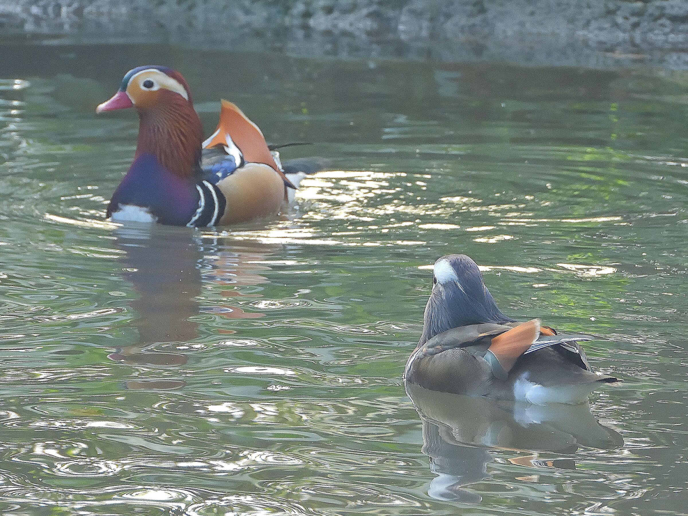 MANDARINA DUCK Aix galericulata