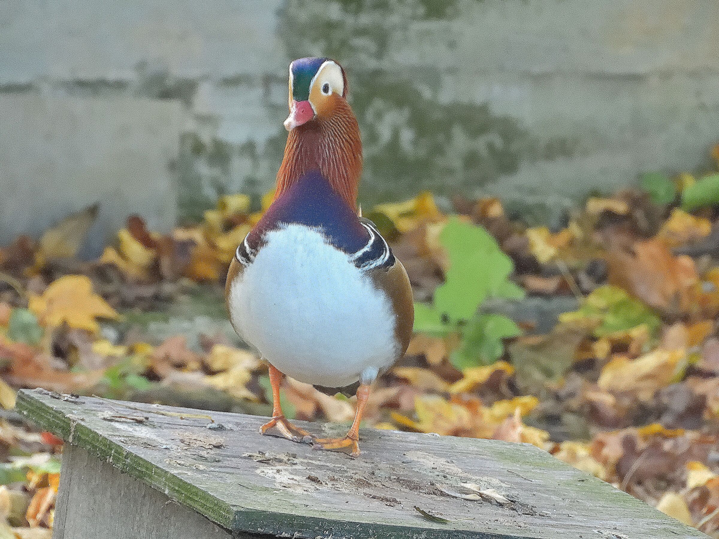 MANDARINA DUCK Aix galericulata