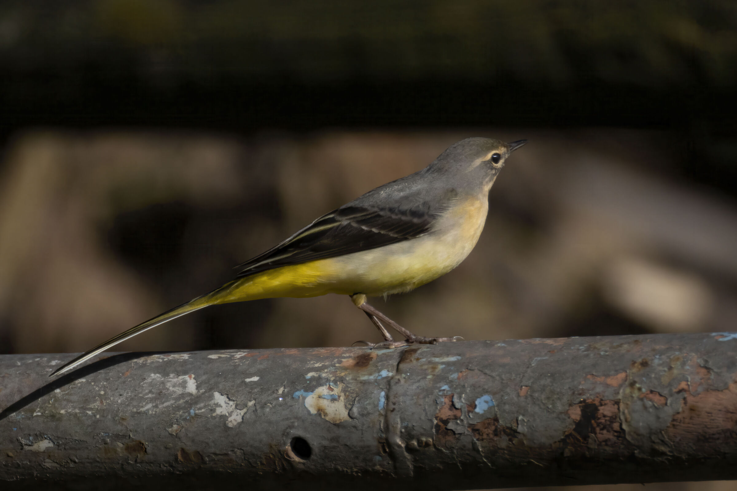 Grey wagtail