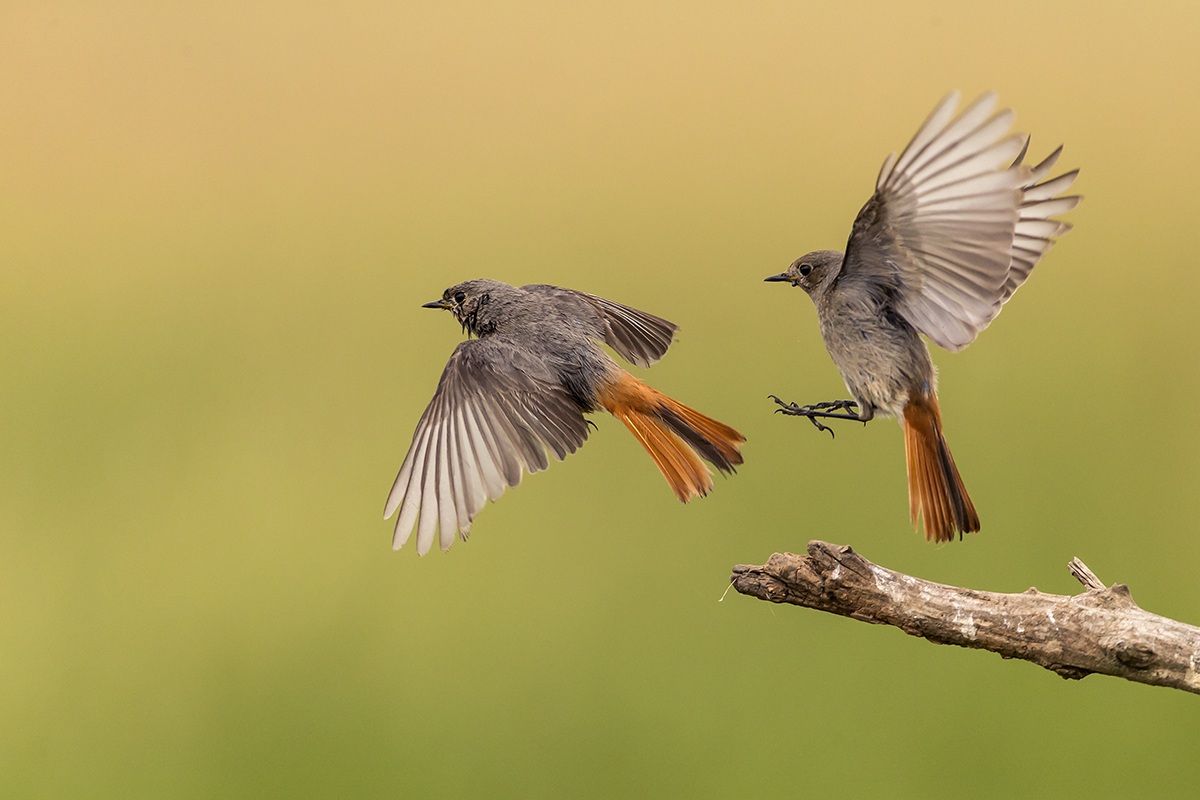 Redstart coupling