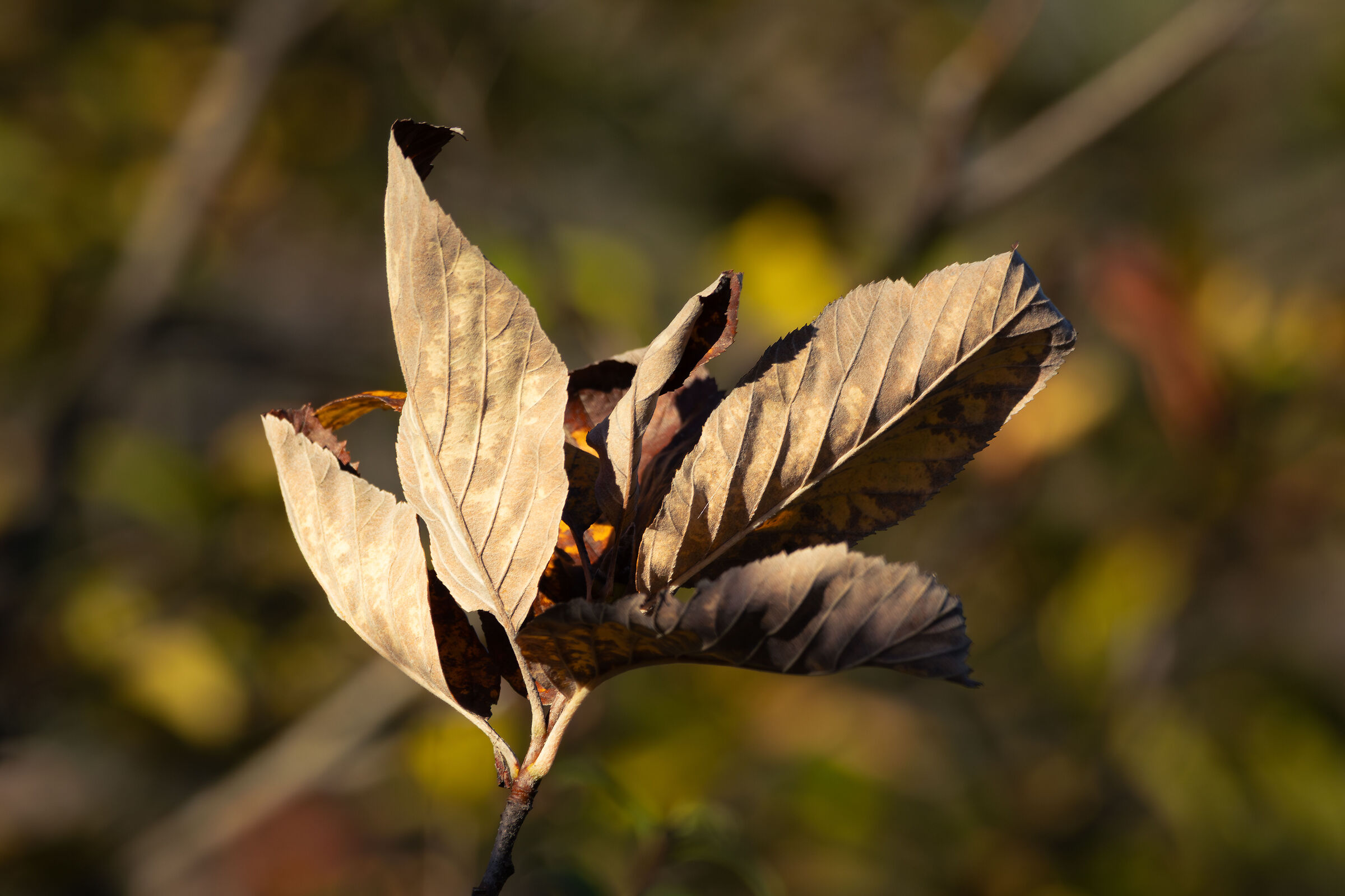 Si sta come d'autunno sugli alberi le foglie