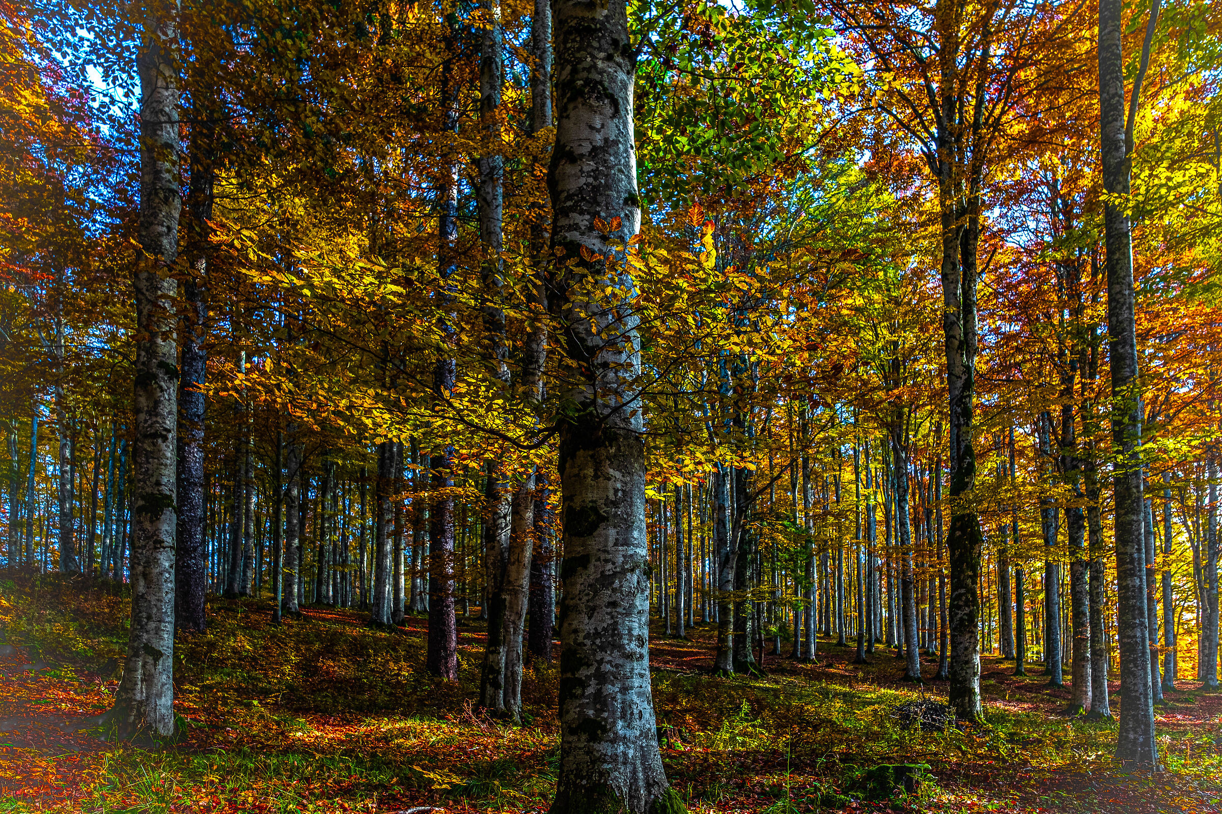 My Forest