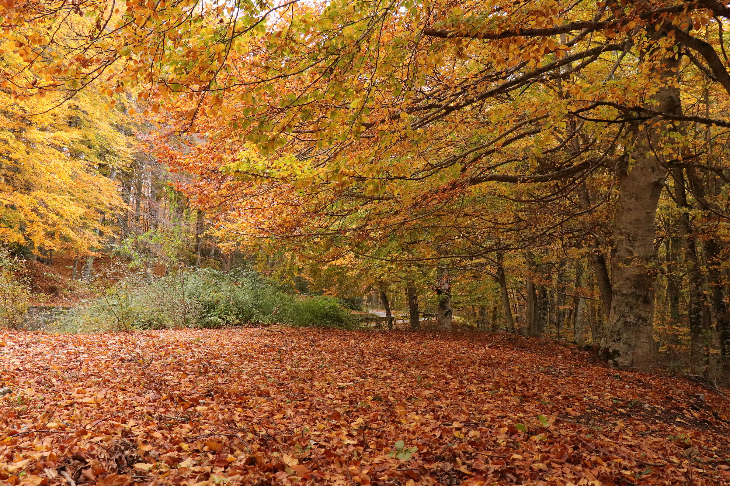 The carpet of leaves