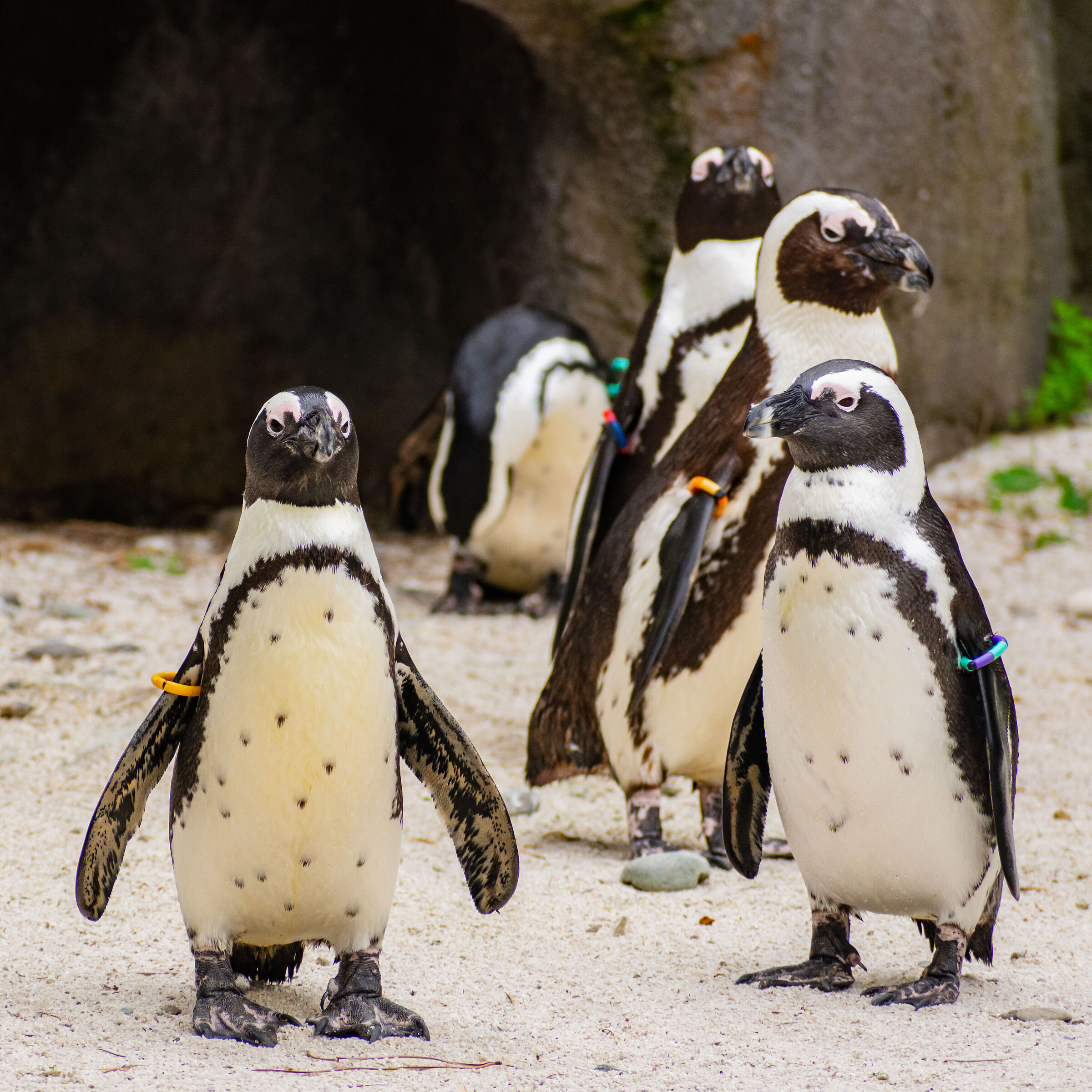 Pinguini del Capo Africani