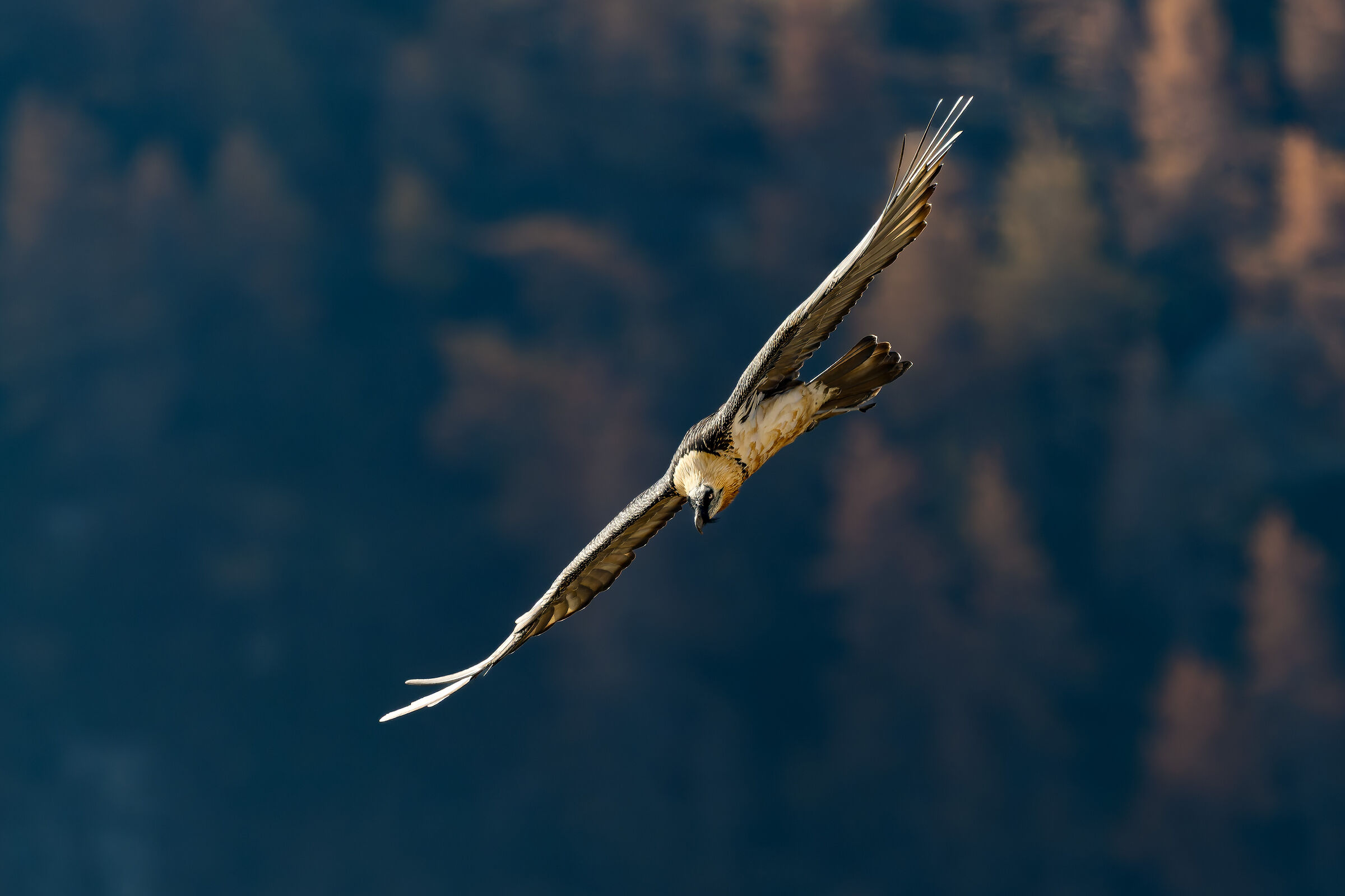 Gypaetus Barbatus - Parco Nazionale Gran Paradiso