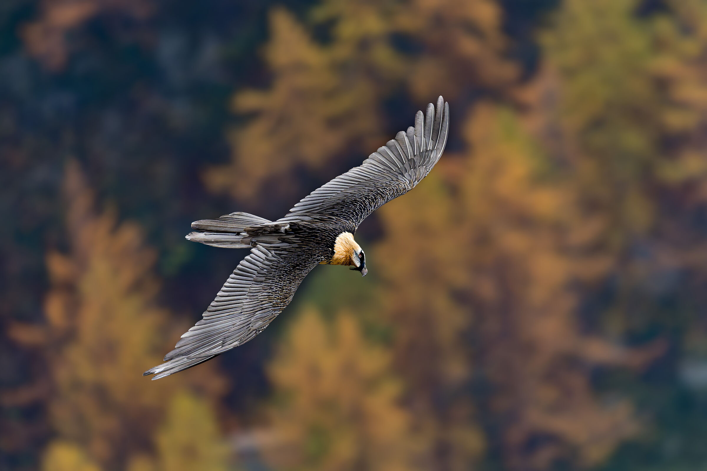 Gypaetus Barbatus - Parco Nazionale Gran Paradiso