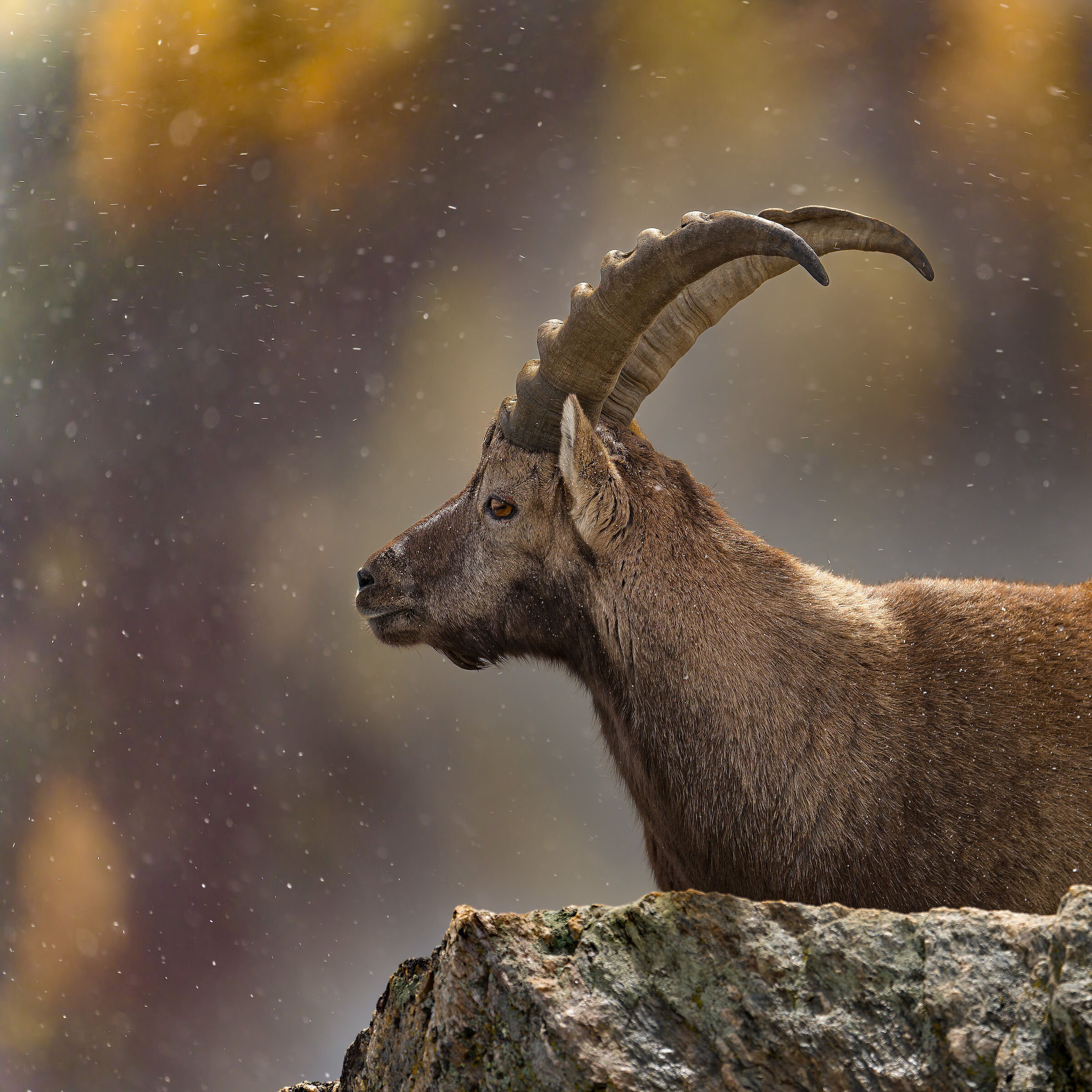Alpine ibex - Gran Paradiso National Park